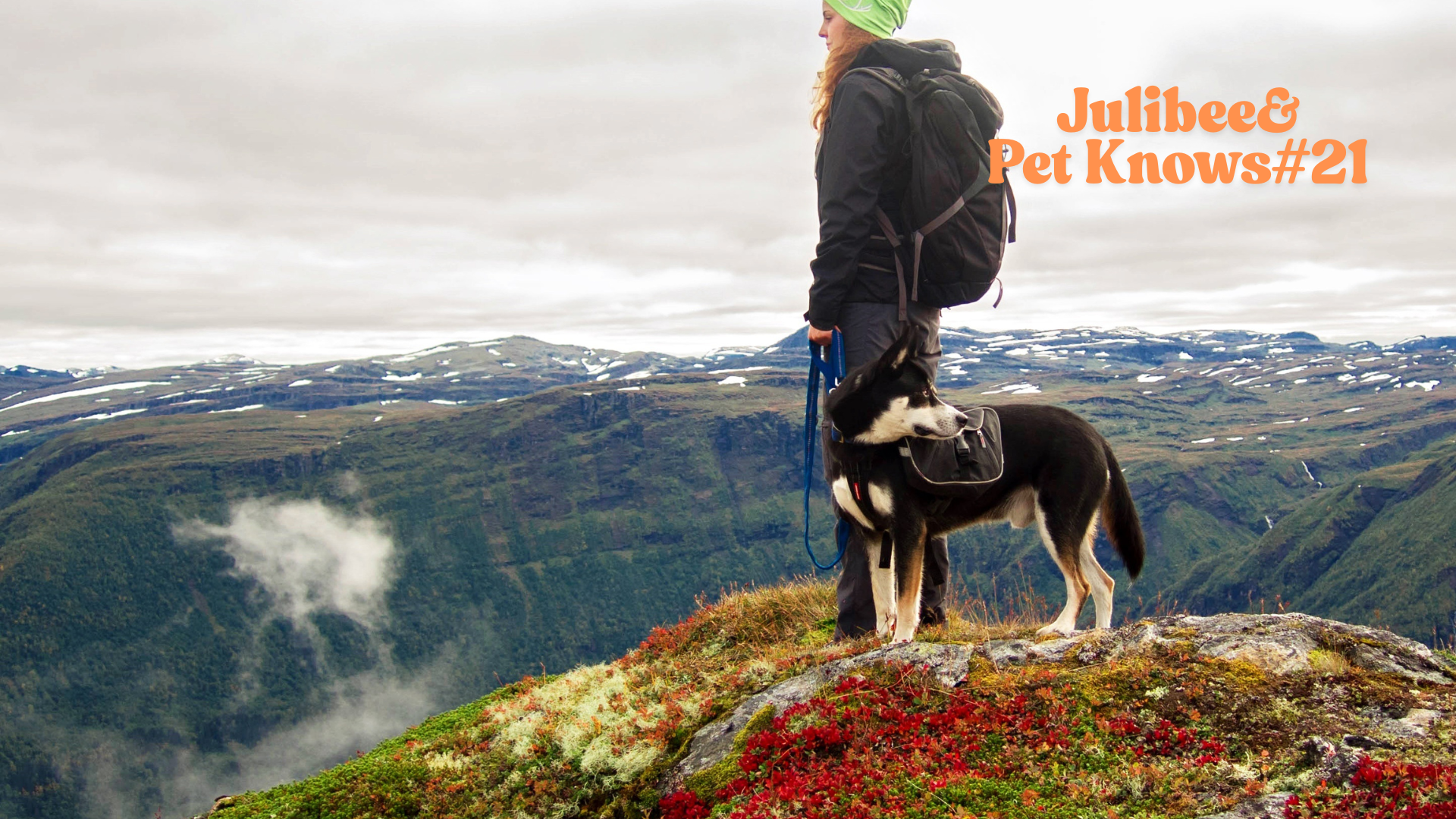 Navigating the Rules: Your Guide to State-by-State Pet Travel Laws