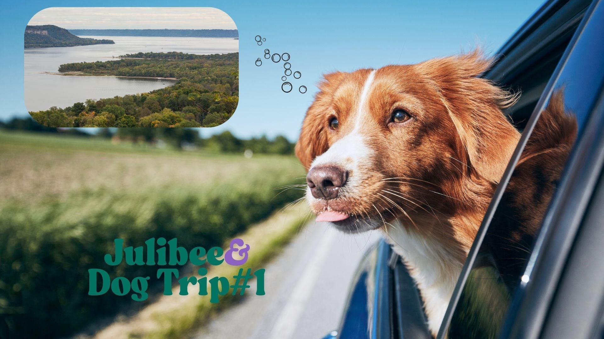 Labrador sticking head out car window on road trip to Mississippi River, Julibee's pet travel supplies for safe journeys.
