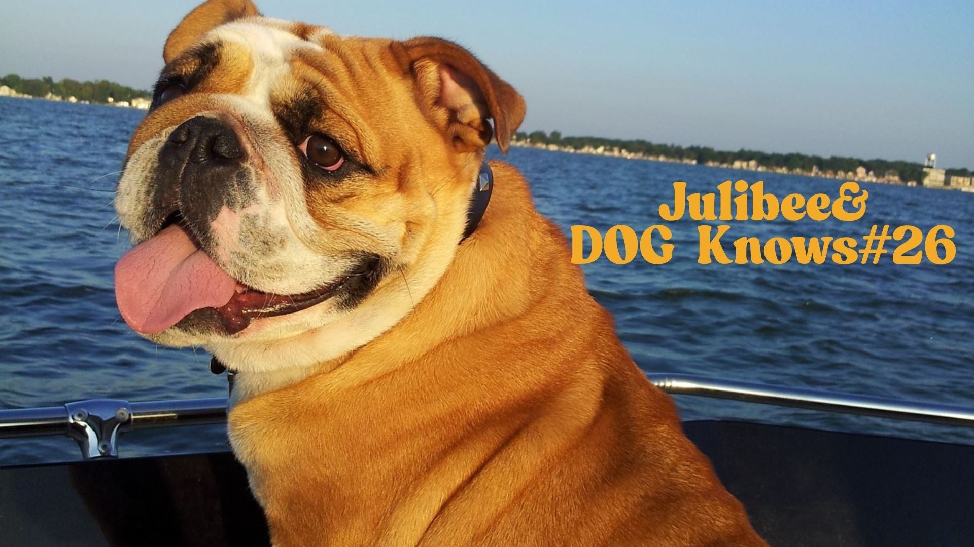 Happy bulldog enjoying boat ride - Julibee's pet travel supplies for safe travels