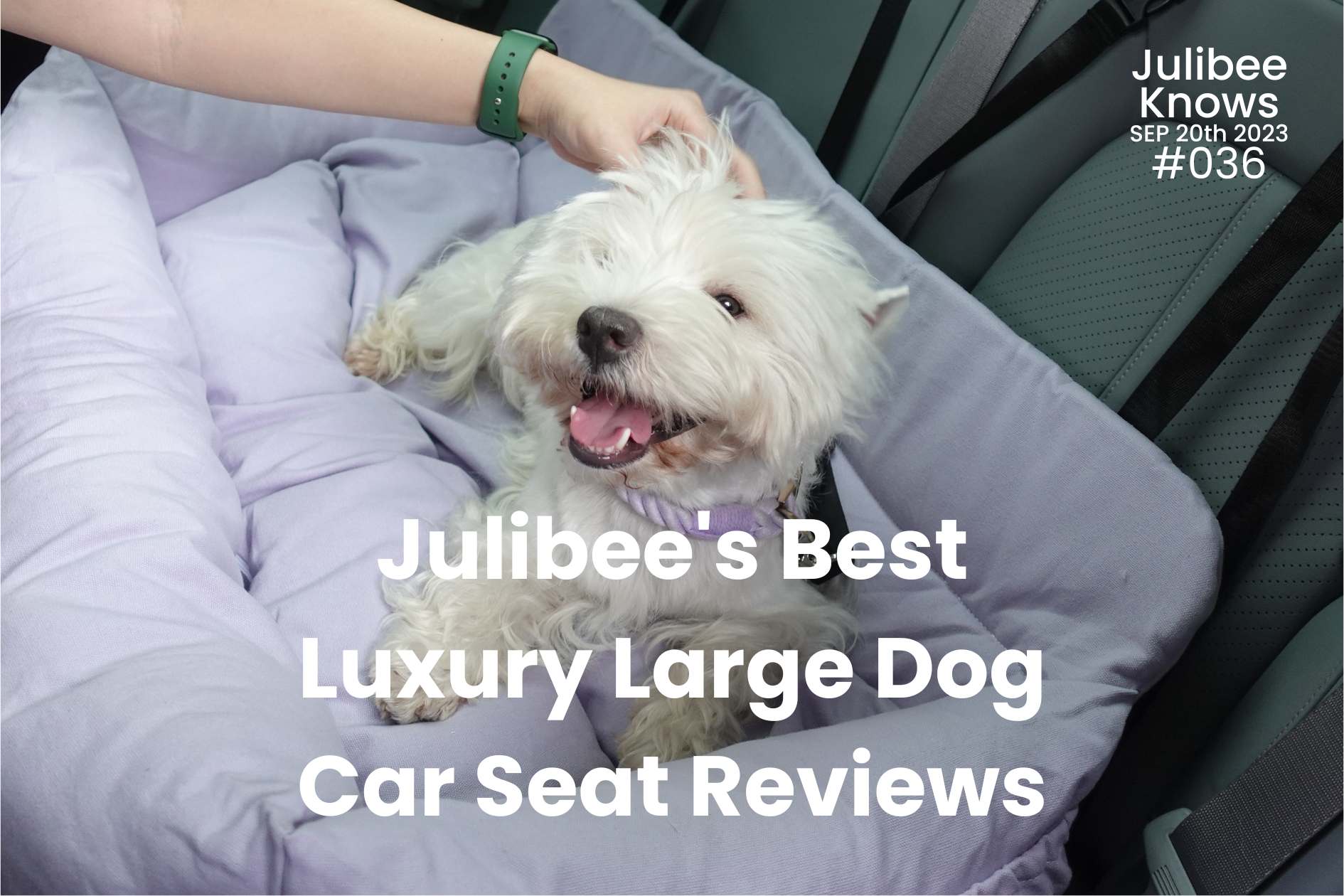 White dog in purple luxury dog car seat: Julibee's best large dog car seat reviews