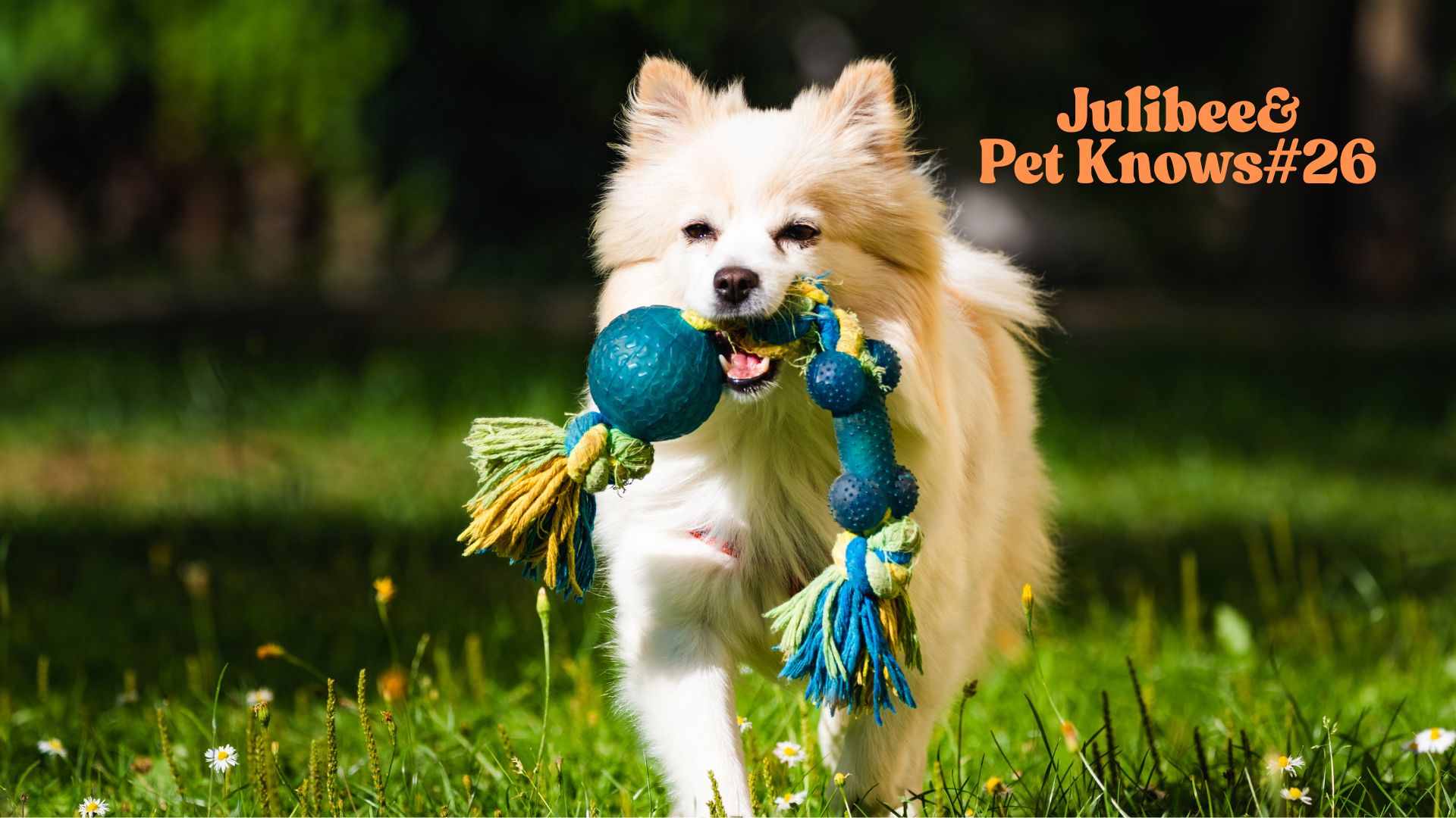 White dog running with toy in grass | Julibee's pet-friendly city adventures guide