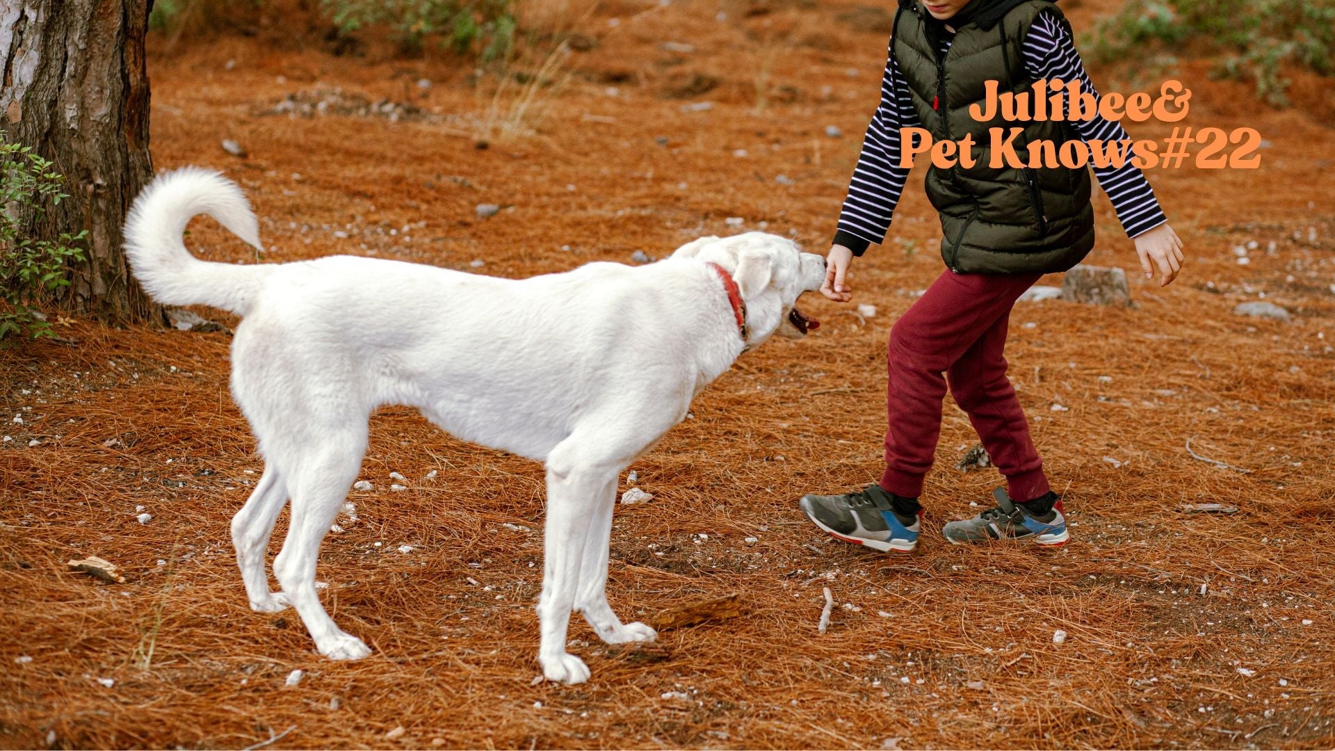 Child and white dog playing in forest | Julibee's outdoor outfitter dog travel gear guide