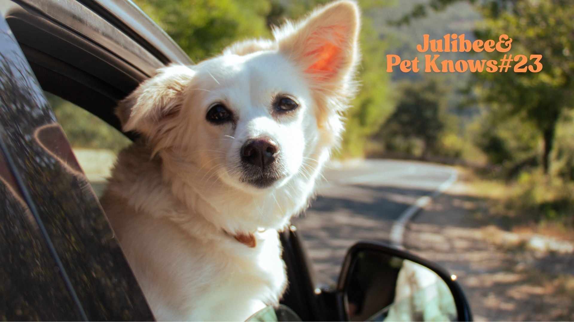 Small white dog looking out car window | Julibee's restaurant patio dining with pets guide