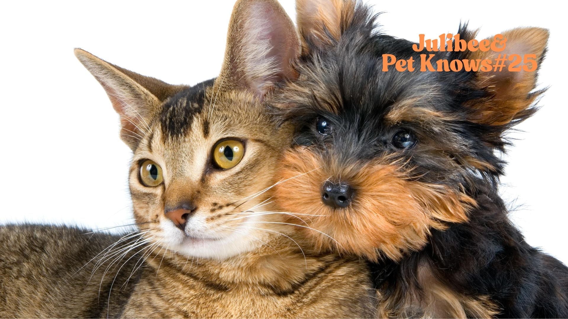 Tabby cat and small dog cuddling | Julibee's RV travel with pets guide
