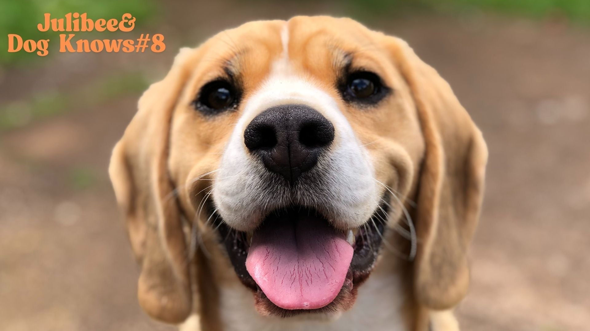 Happy beagle, safe pet travel comfort solutions