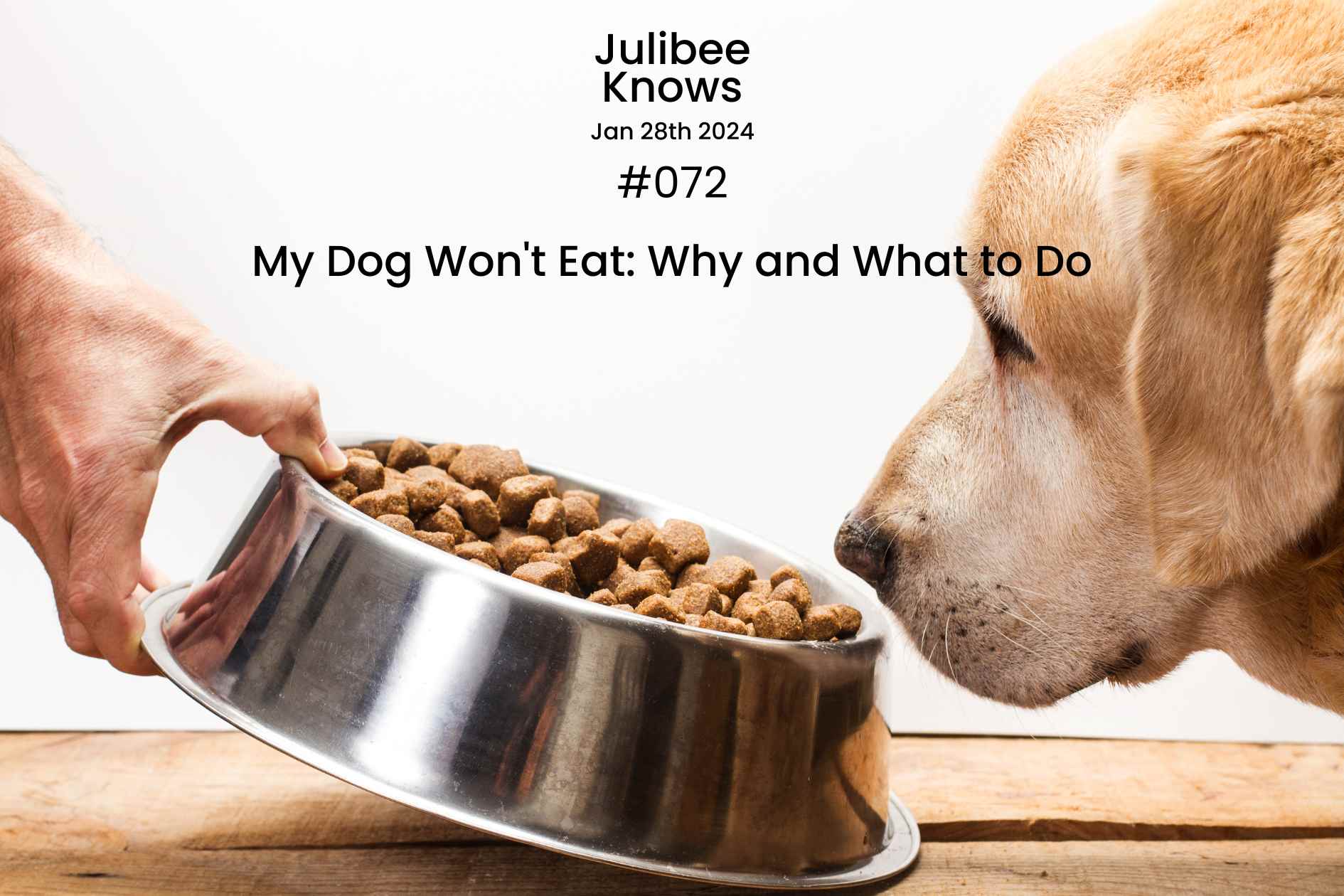 My Dog Won't Eat Why and What to Do