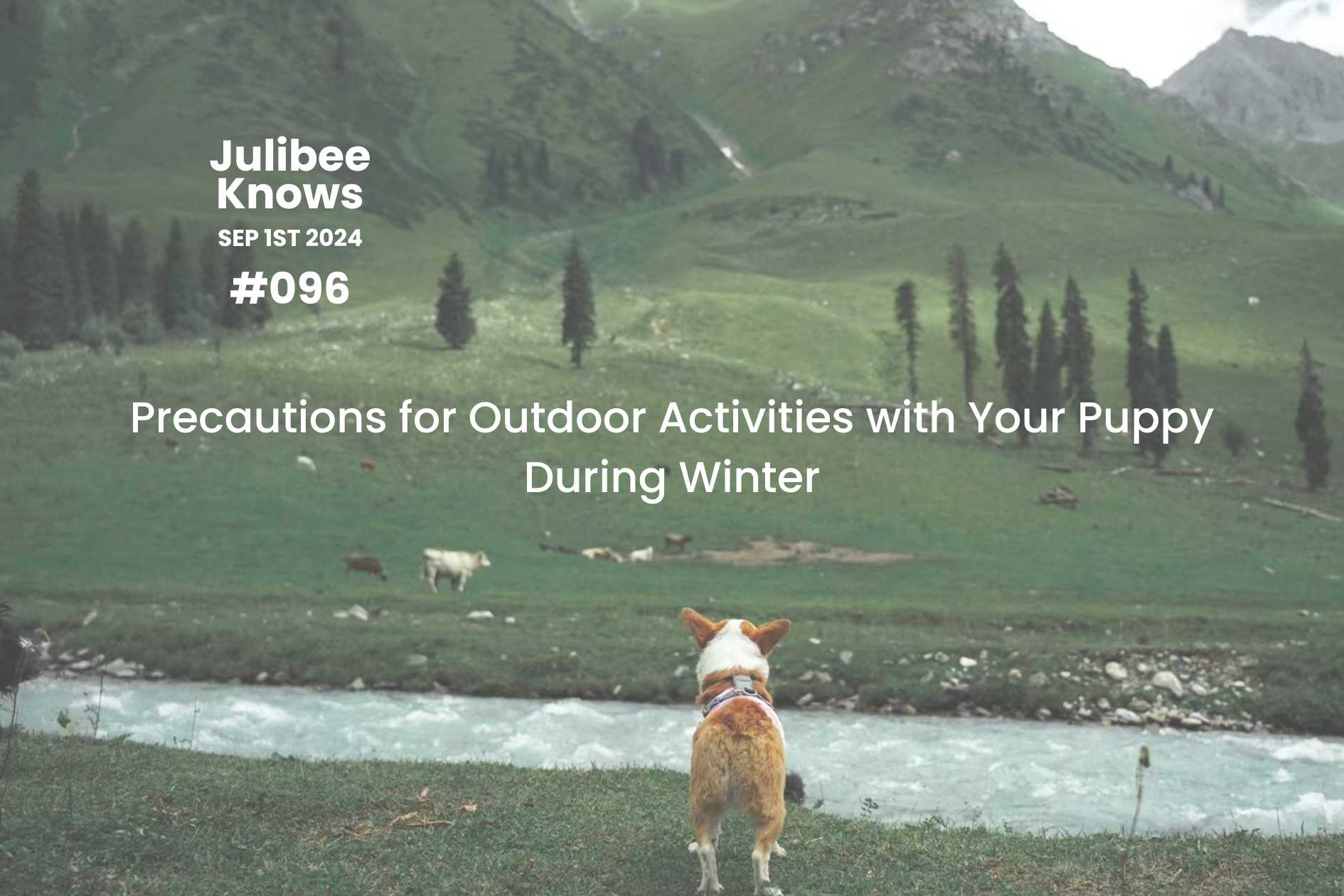 Puppy in winter outdoor setting by river, highlighting precautions for safe cold-weather adventures.