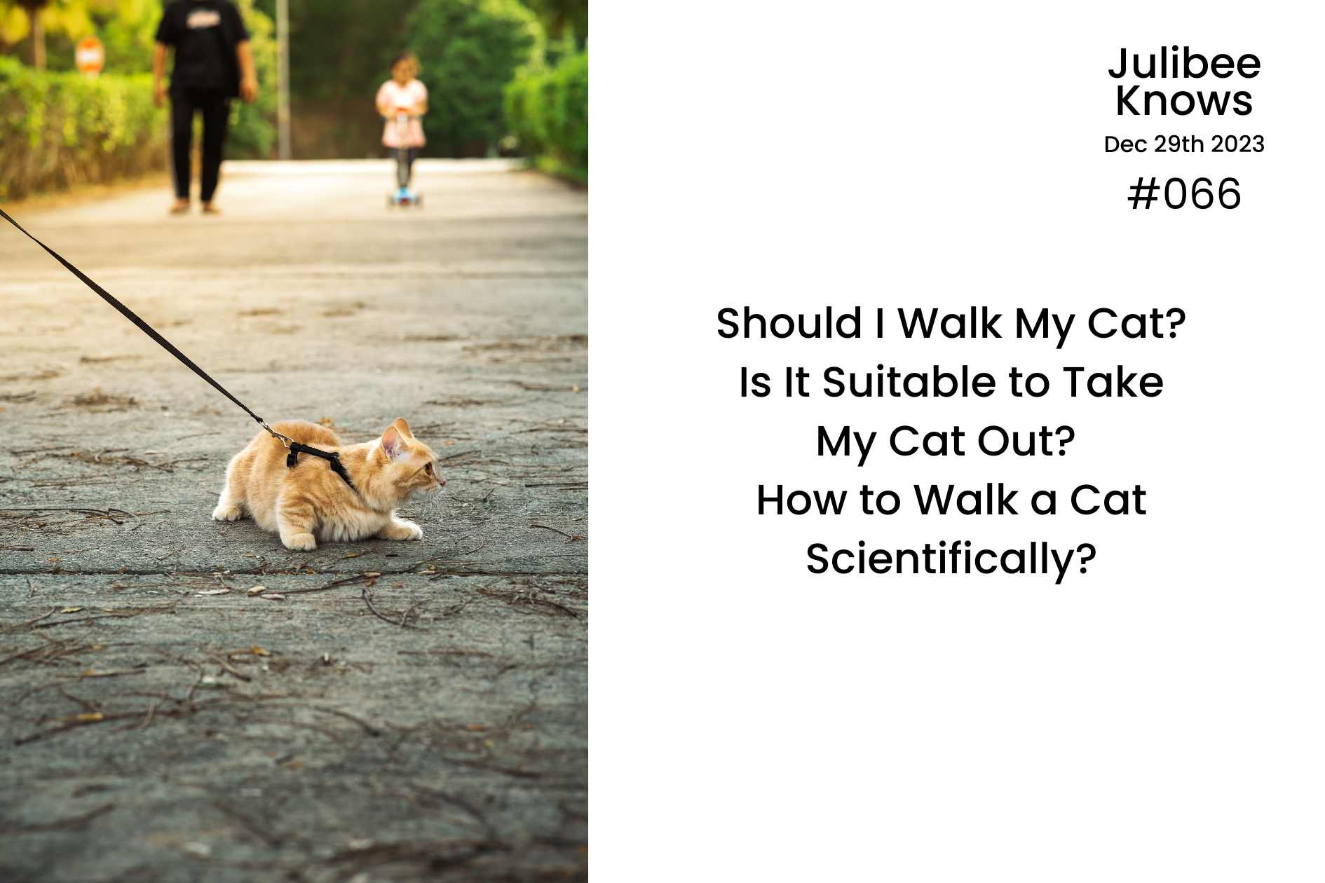 Orange tabby cat wearing harness and leash during outdoor walk, scientific guide to safe cat walking