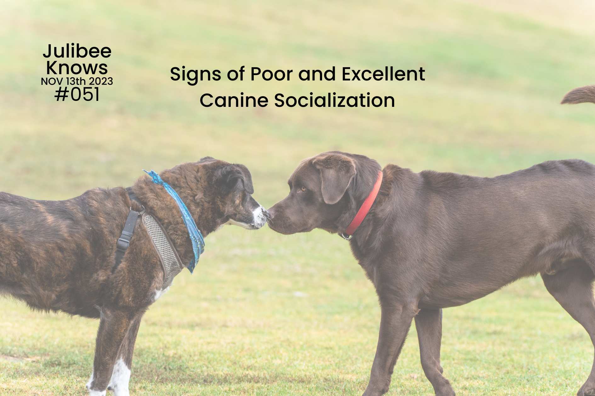 Two dogs nose-to-nose greeting, demonstrating signs of excellent canine socialization.