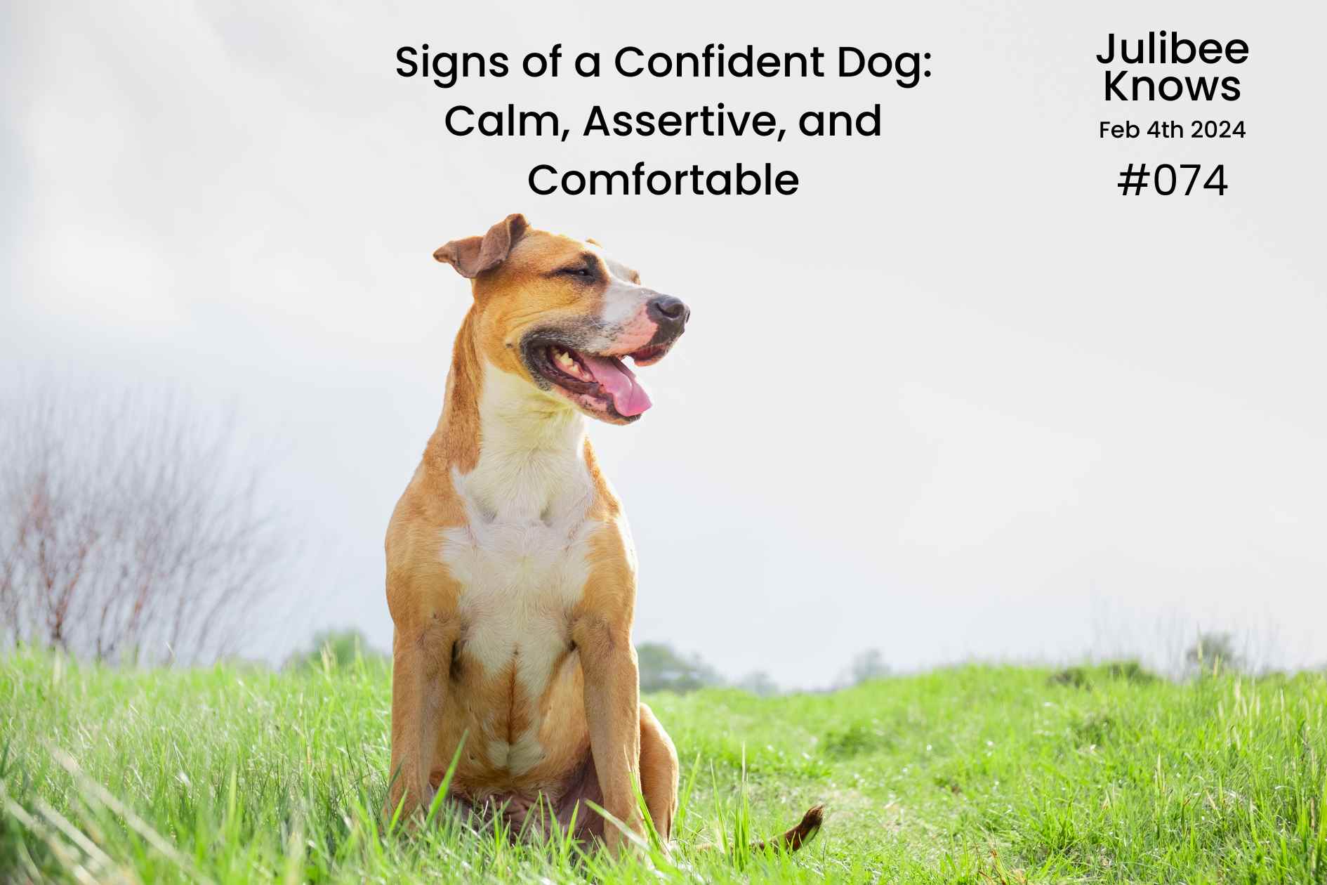 Confident dog exhibiting calm, assertive behavior while sitting comfortably in grass - Julibee's pet comfort solutions