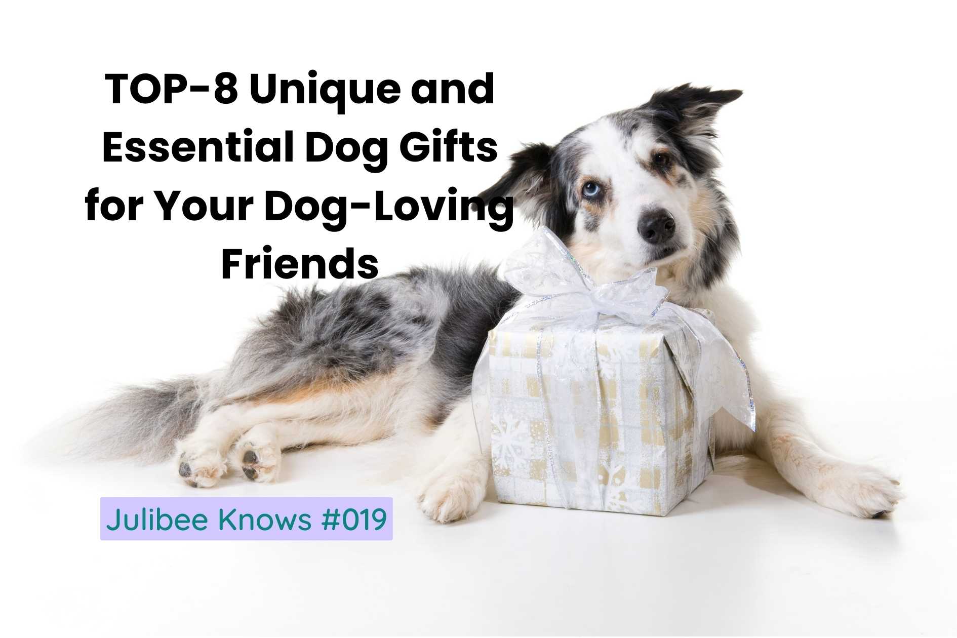 Dog with wrapped gift box - Top 8 unique essential dog gifts for dog-loving friends