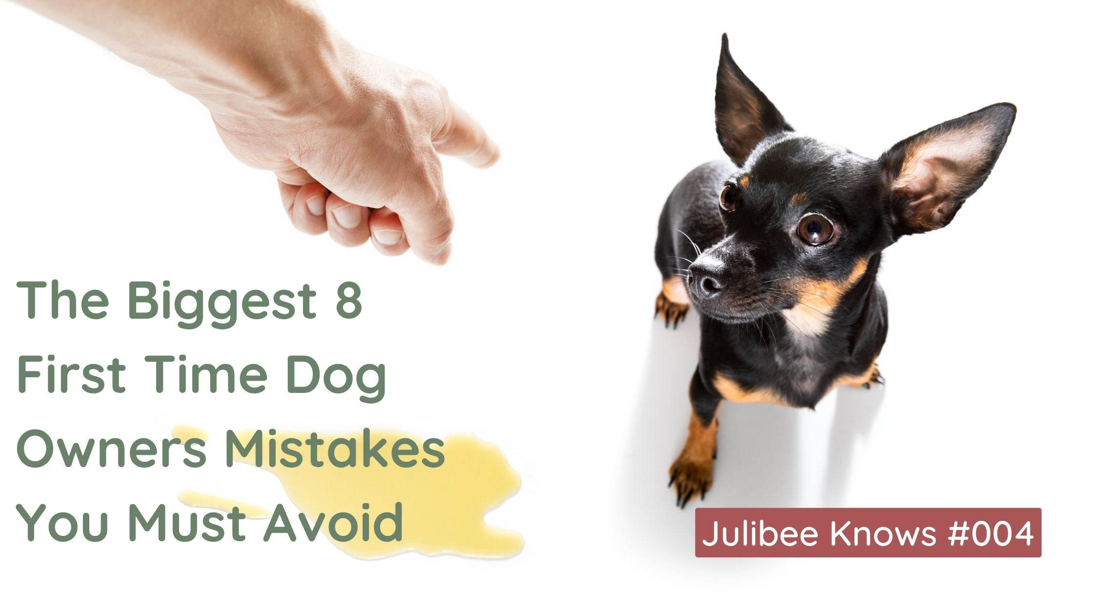 Small black and tan dog with hand pointing, highlighting common first time dog owner mistakes to avoid | Julibee's
