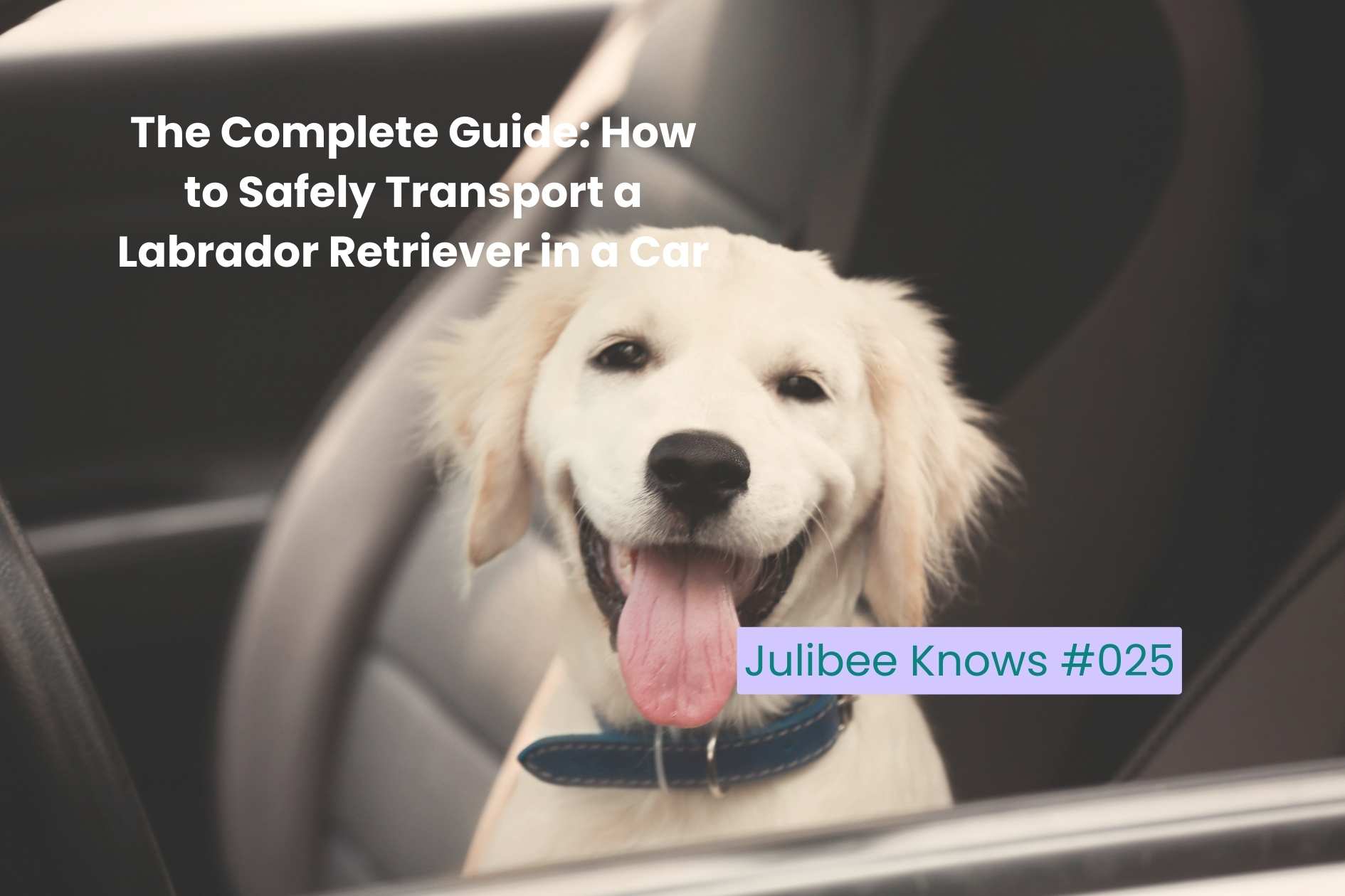 Labrador Retriever in car seat for safe transport - Julibee's pet travel supplies