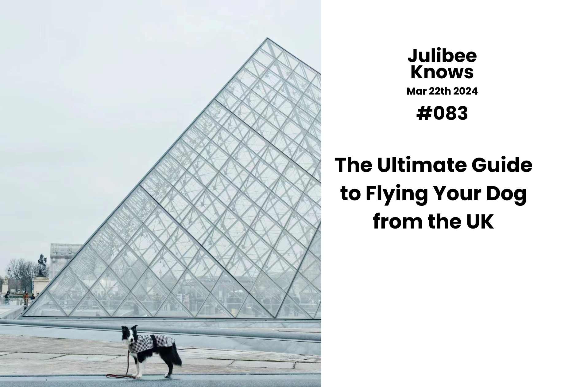 Border Collie dog in front of Louvre pyramid - Julibee's guide to flying pets