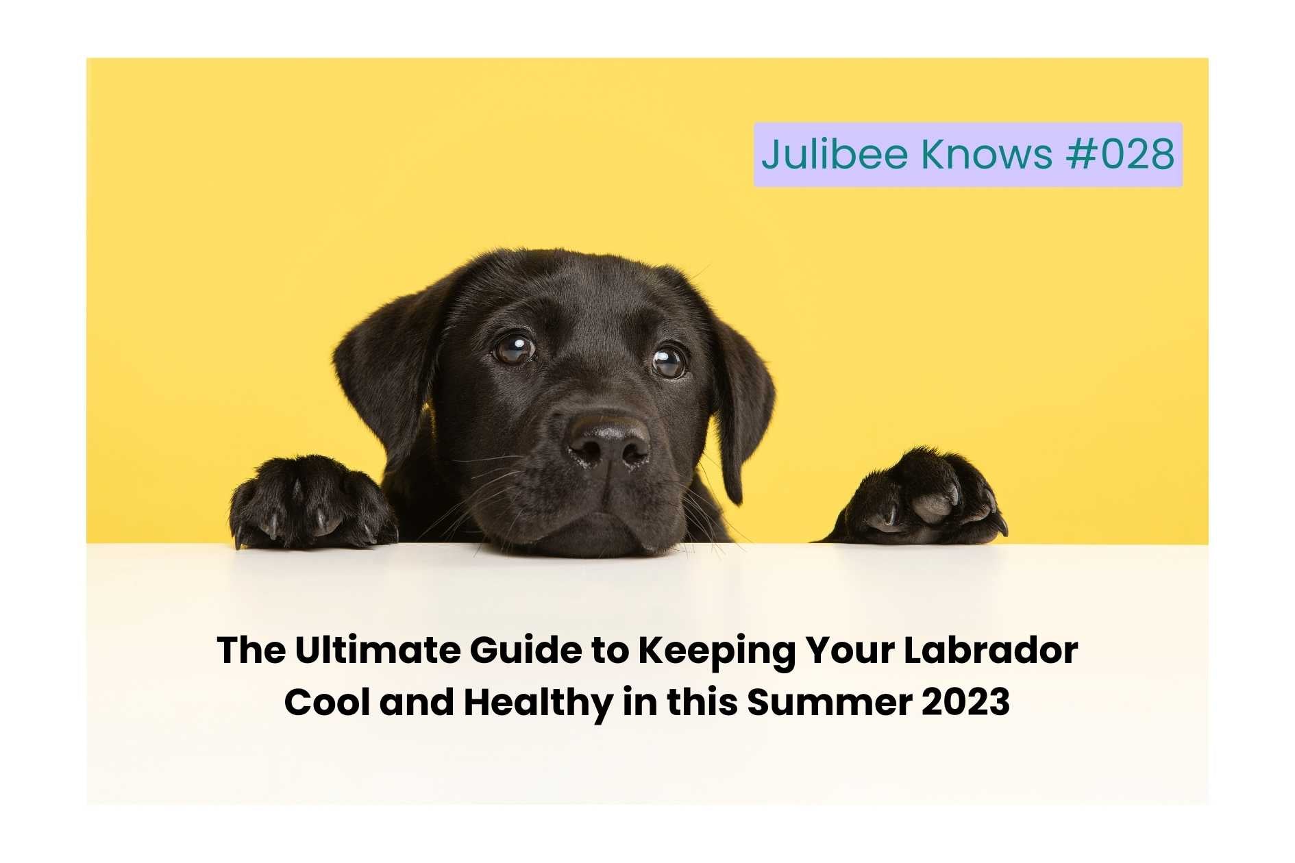 Black Labrador puppy peeking over surface, Julibee's guide to keeping Labradors cool & healthy summer 2023