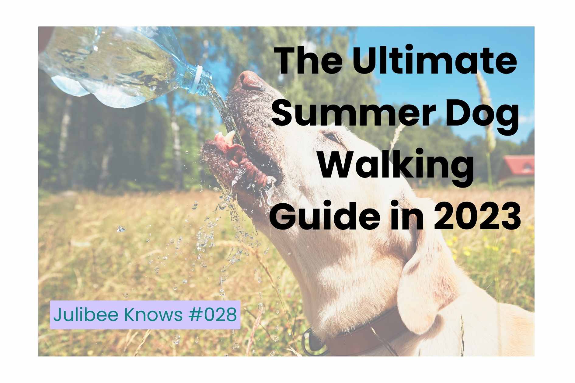 Hydrated dog drinking water during summer walk - Julibee's 2023 ultimate dog walking guide