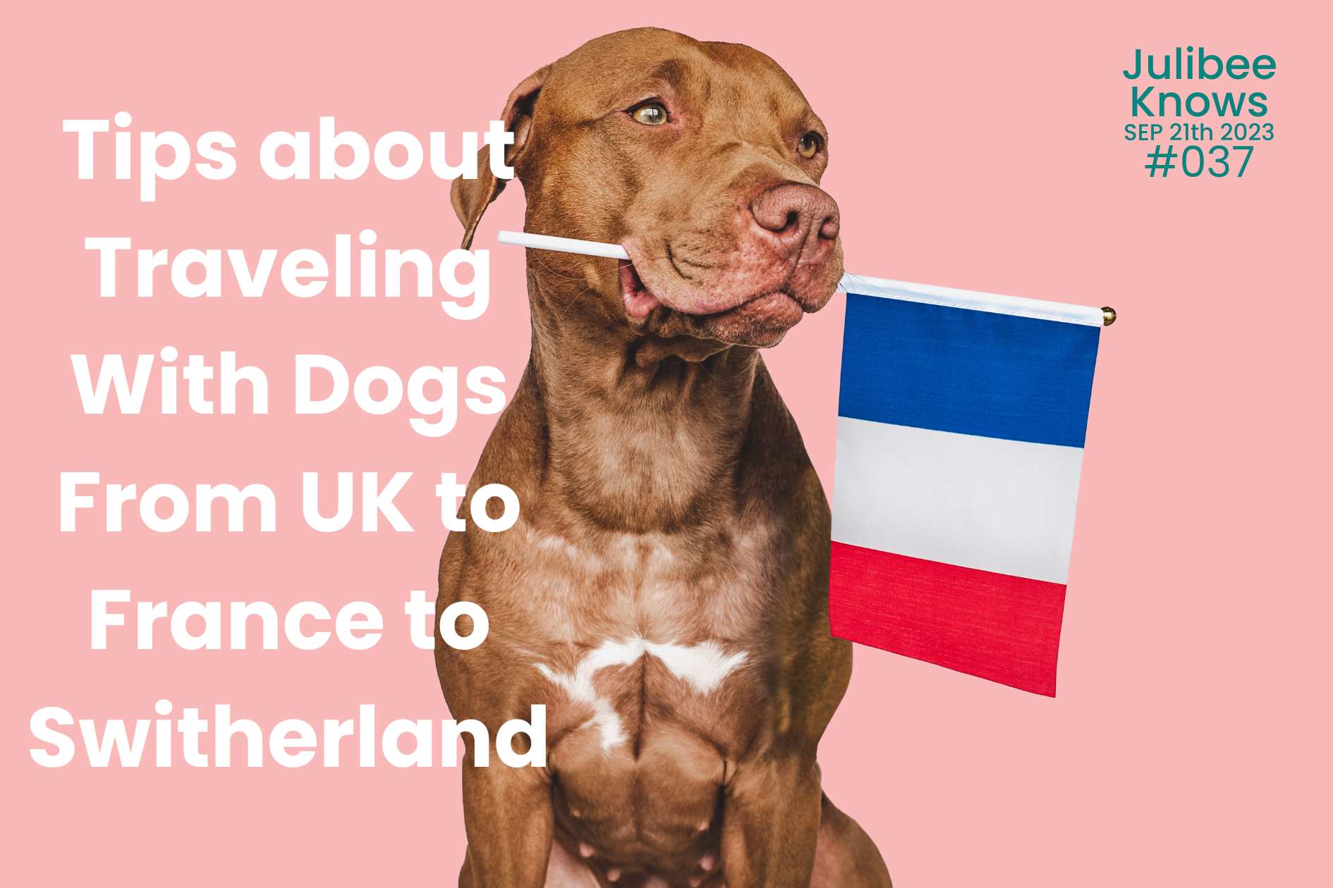 Brown dog holding French flag: tips for traveling with dogs from UK to France to Switzerland