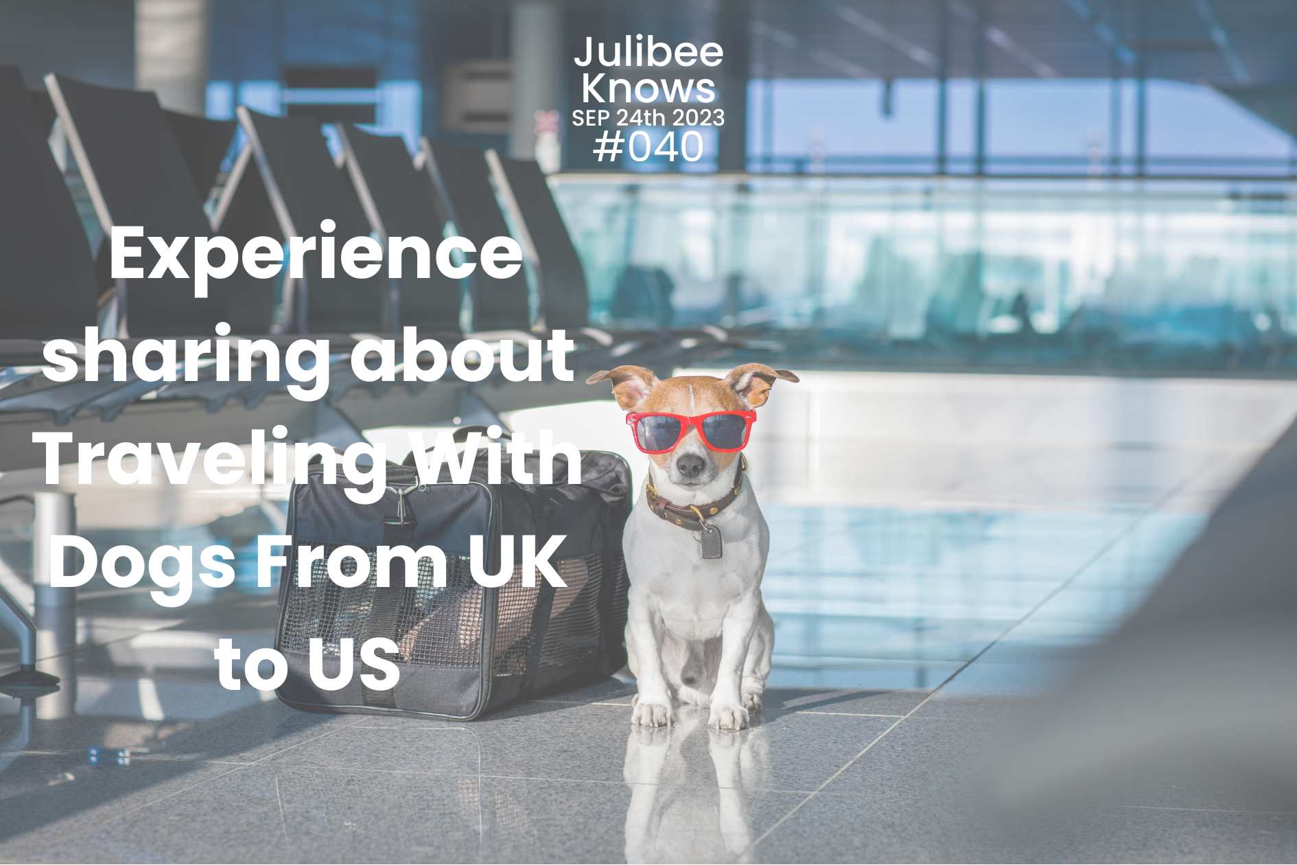 Dog with pet carrier at airport - tips for traveling with dogs UK to US