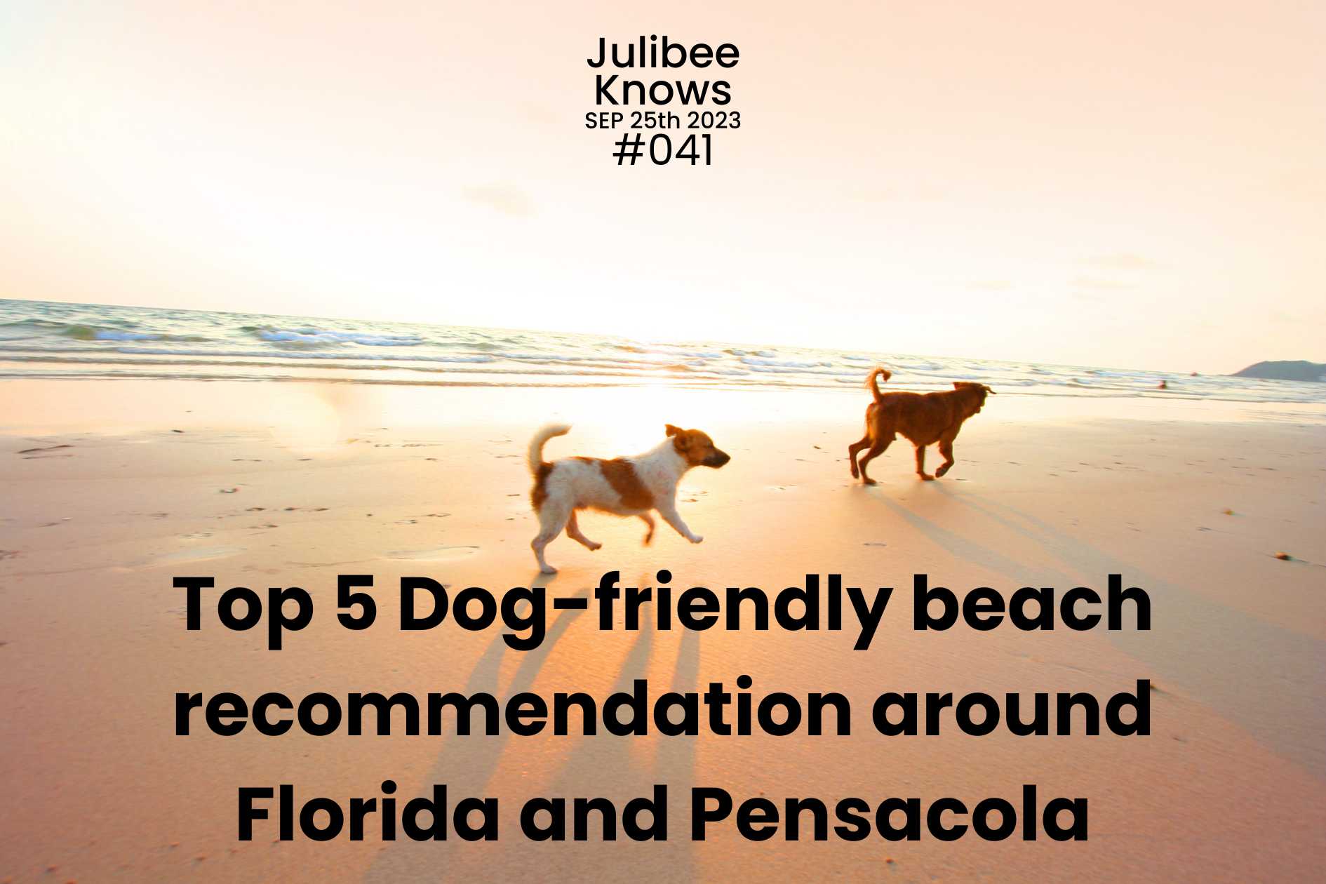 Two dogs playing on sandy beach - top dog-friendly beaches Florida Pensacola