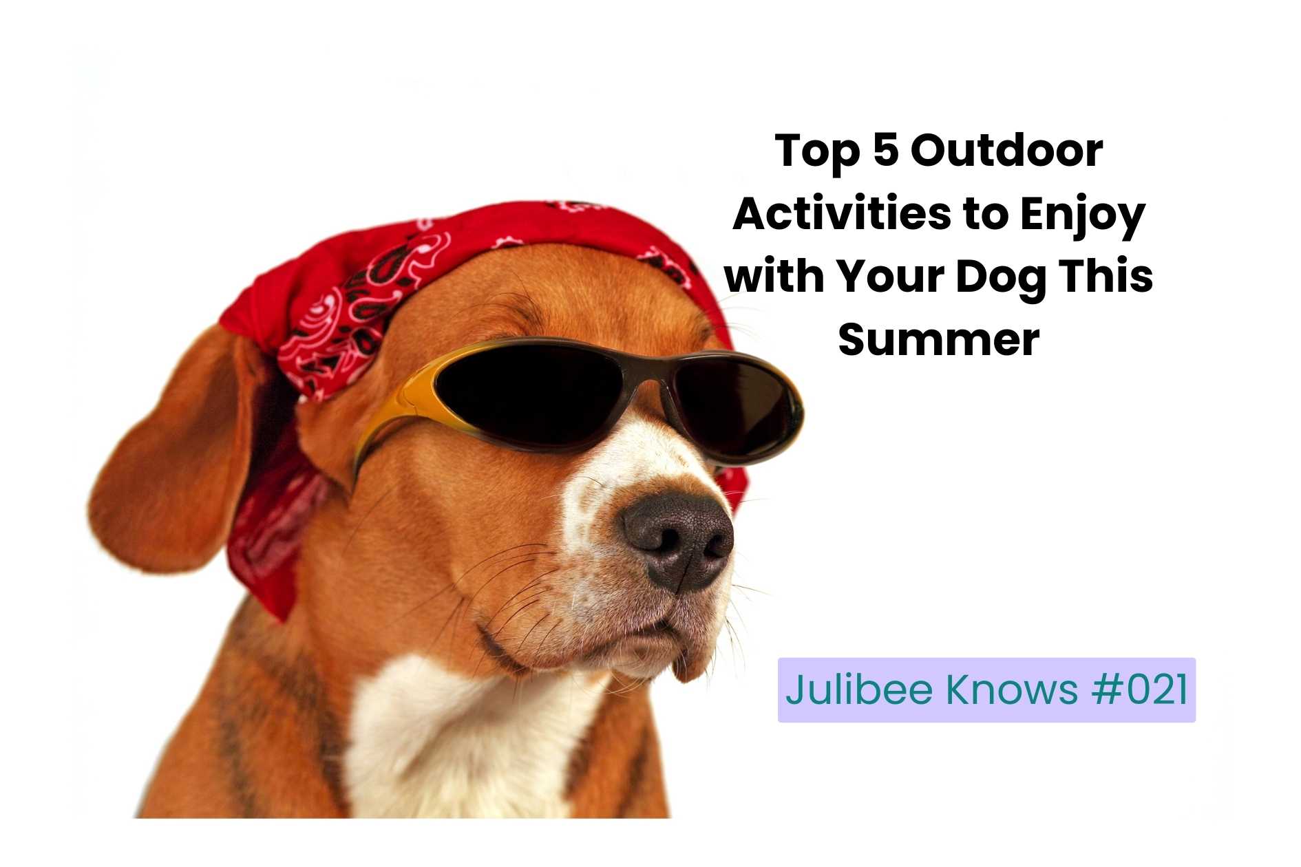 Cool dog in sunglasses & red bandana for summer outdoor activities | Julibee's pet travel supplies