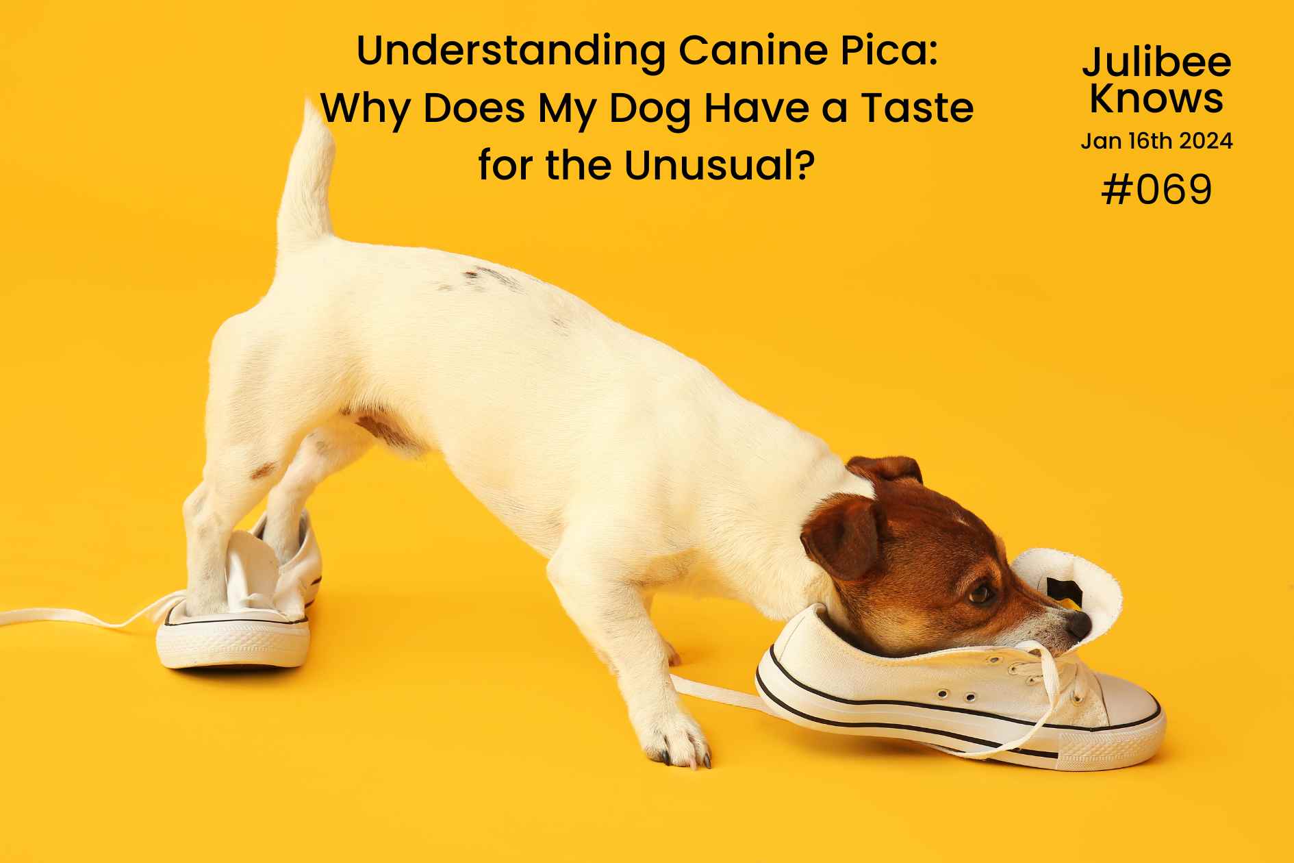 Small white and brown dog chewing white sneaker, understanding canine pica and unusual eating habits