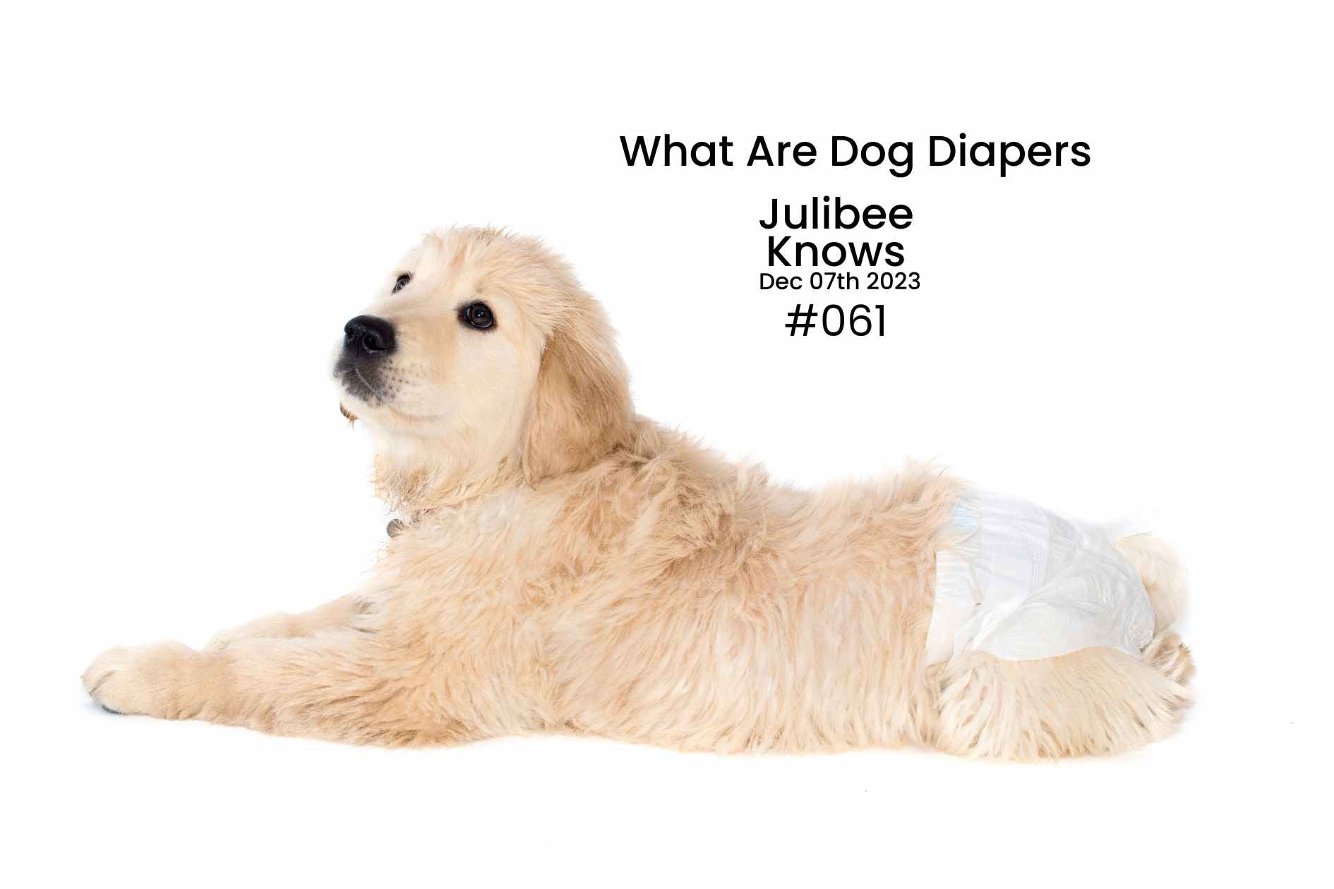 Golden retriever puppy wearing white dog diaper, explaining what dog diapers are and if your dog needs them.