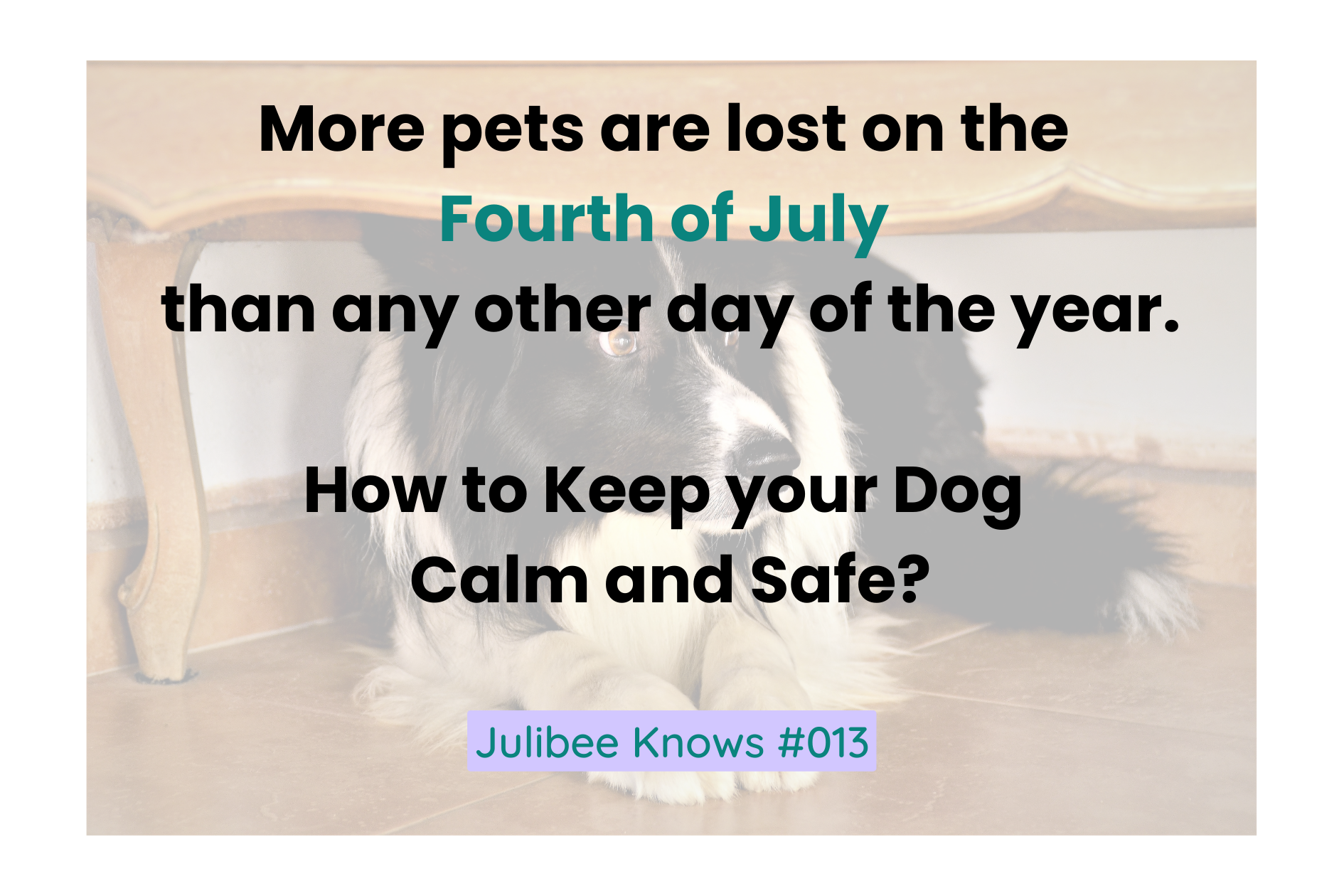 Scared dog hiding under furniture during fireworks; keep your dog calm and safe on Fourth of July with Julibee's tips.