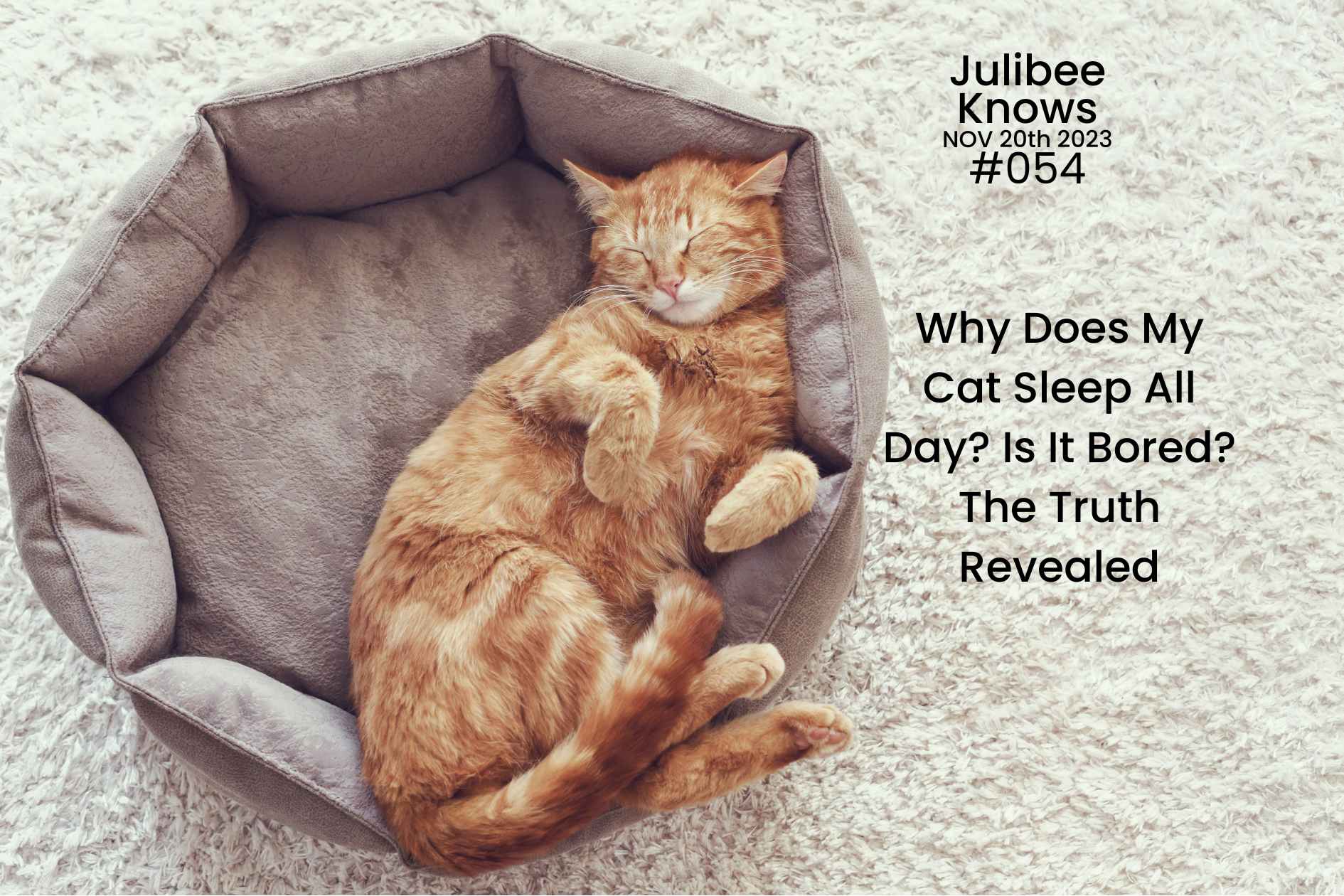 Orange tabby cat sleeping in gray pet bed - understanding cat sleep habits