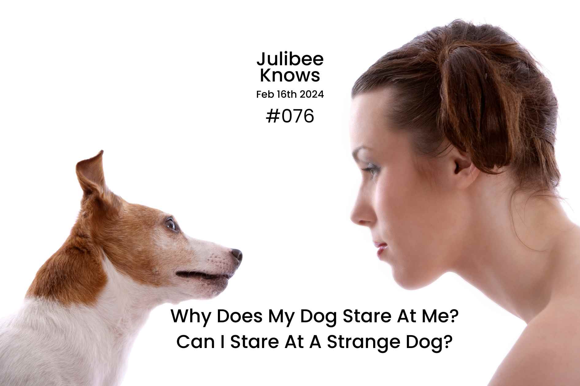 Why Does My Dog Stare At Me Can I Stare At A Strange Dog