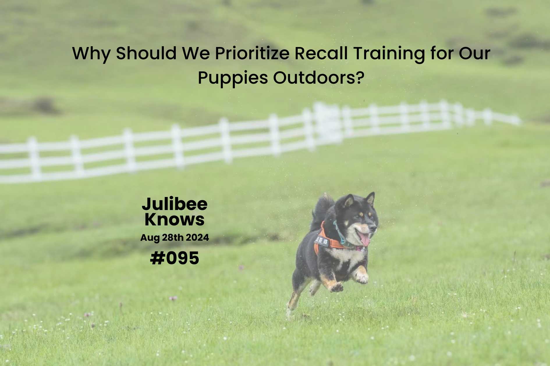 Shiba Inu running in open field - Julibee's advice on puppy recall training outdoors