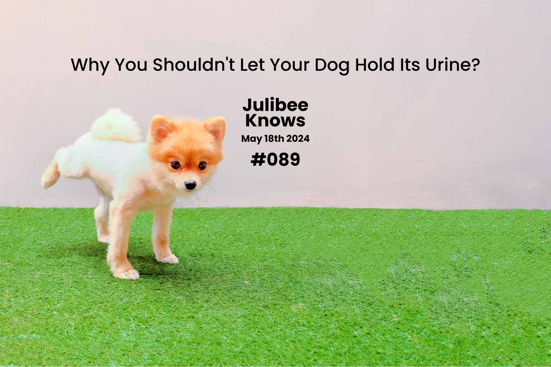 Dog on grass with article 'Why You Shouldn't Let Your Dog Hold Its Urine?' by Julibee Knows