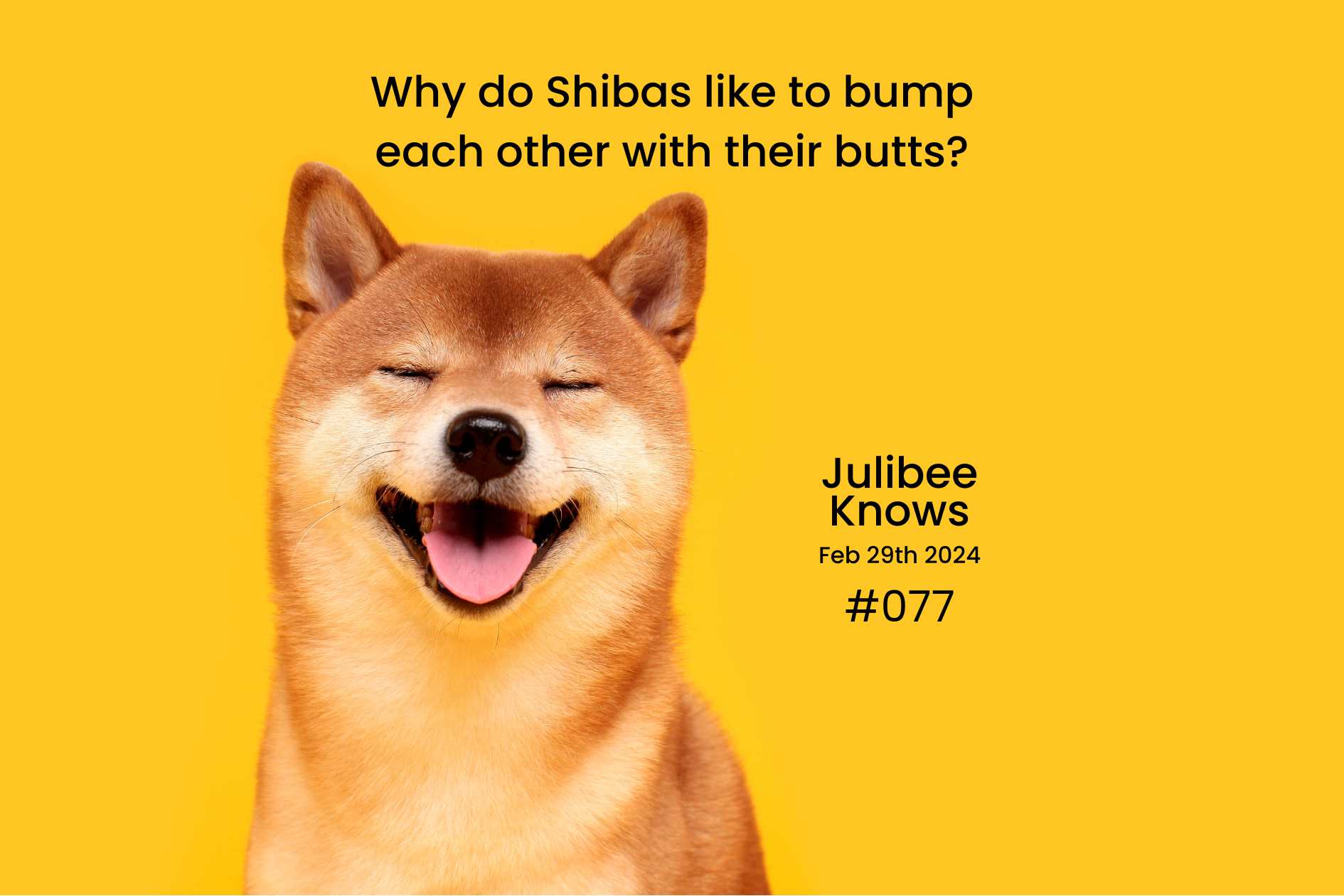 Happy Shiba Inu dog smiling against yellow background - Julibee's pet care tips