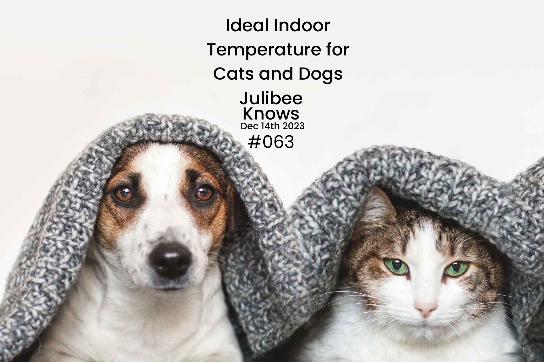 Dog and cat under knitted blanket, maintaining ideal indoor temperature for cats and dogs in winter.
