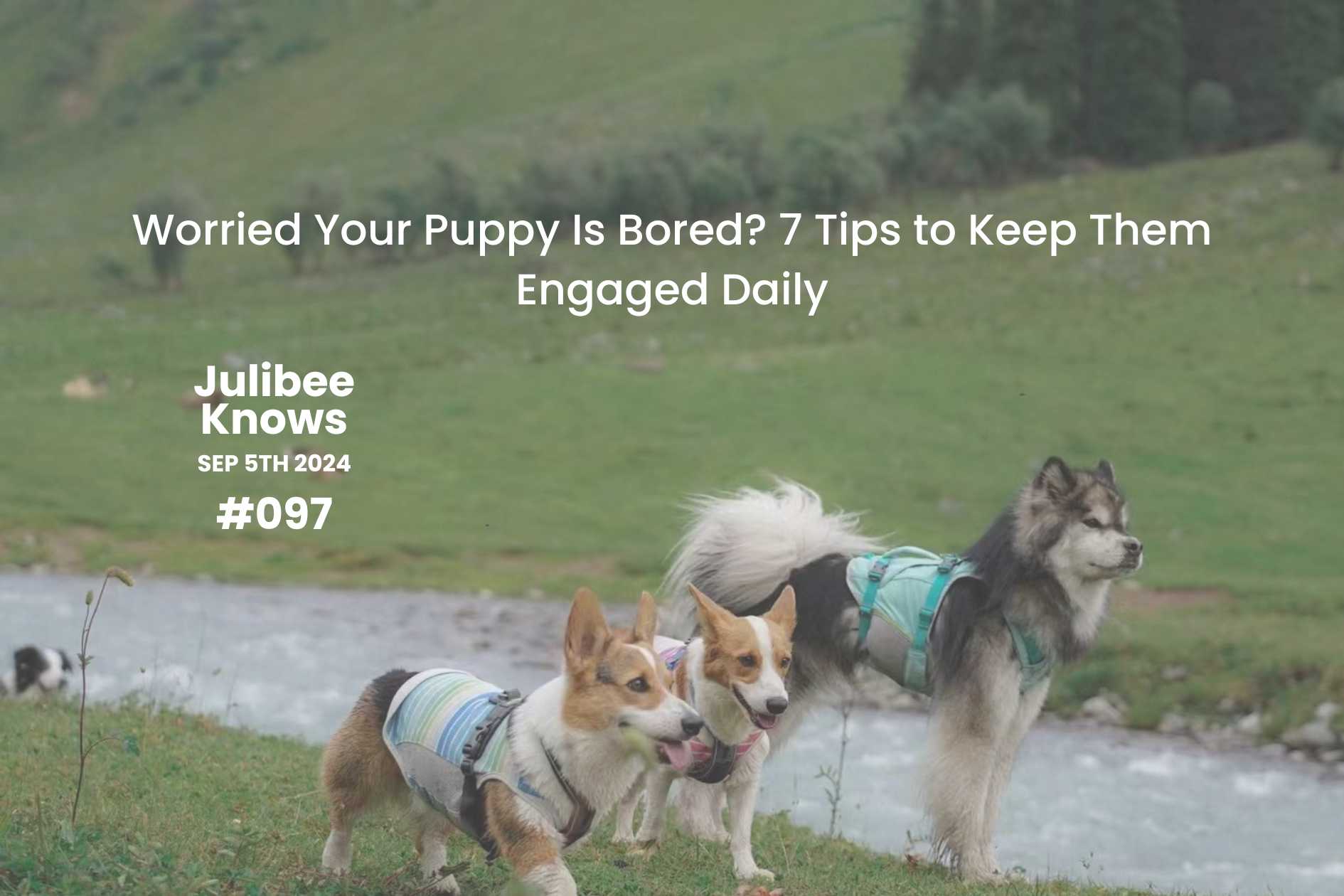 Three dogs in harnesses playing outdoors - Julibee's 7 tips to keep puppies engaged daily