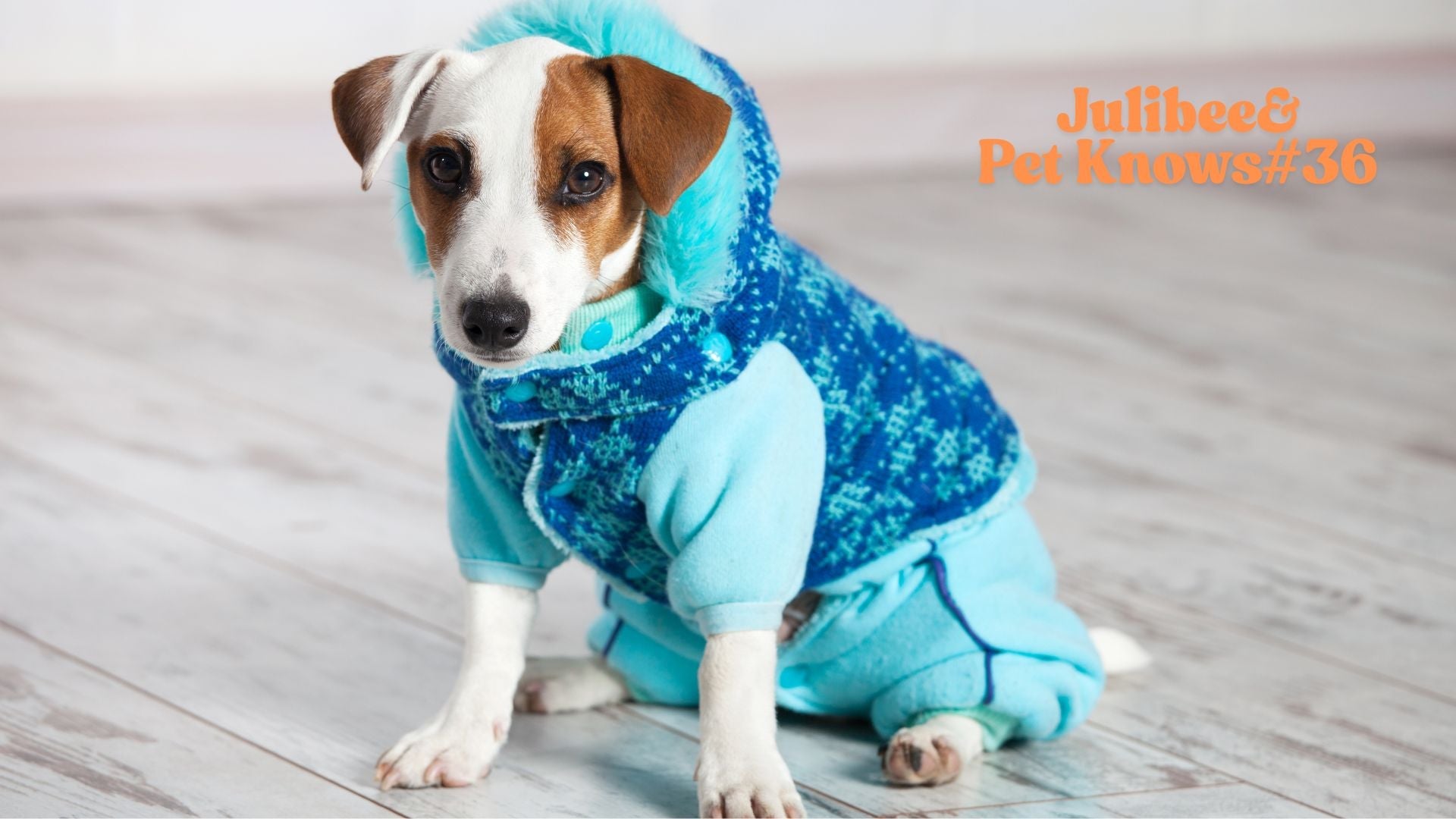Jack Russell terrier in cozy winter coat with anti-slip paw protection | Julibee's pet travel accessories