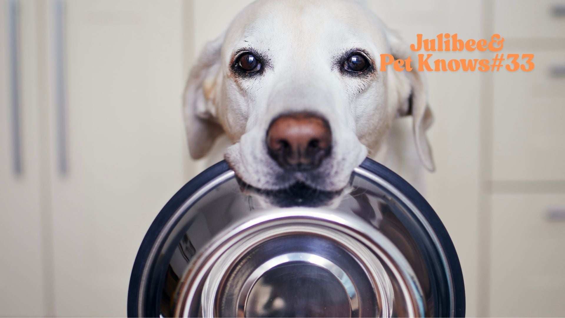 Labrador retriever holding travel food bowl | Curated pet travel supply kits | Julibee's