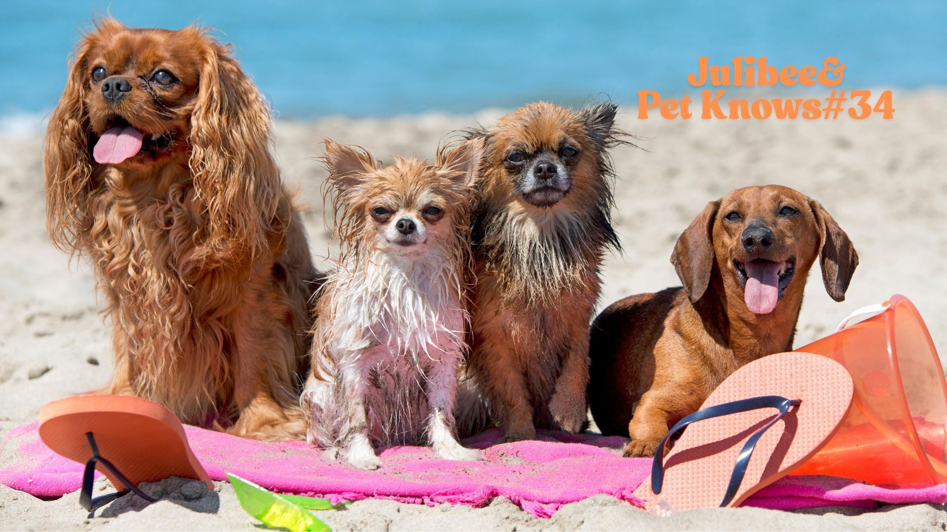 Group of dogs on beach towel with summer travel gear | Pet supply checklists for beach trips | Julibee's