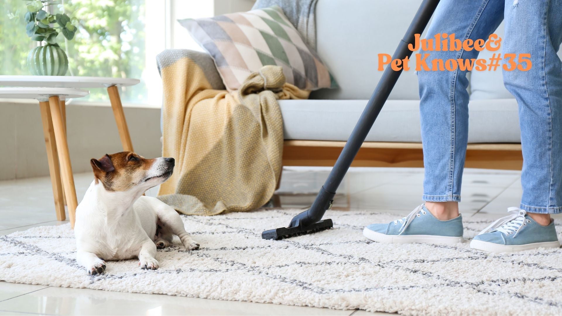 Small dog near vacuum cleaner for flea/tick prevention | Effective repellent products for travel | Julibee's
