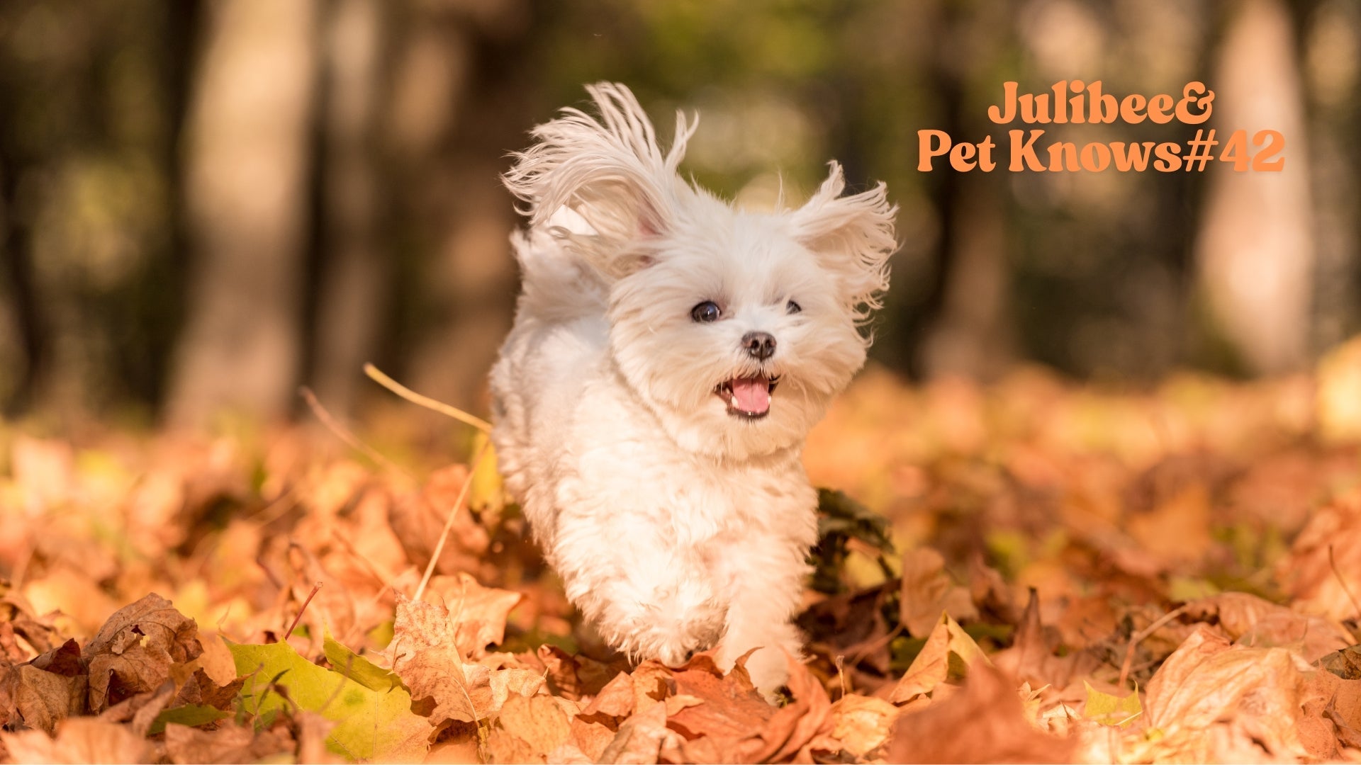 Small white dog enjoying autumn leaves, highlighting Julibee's pet supplies for national park adventures.