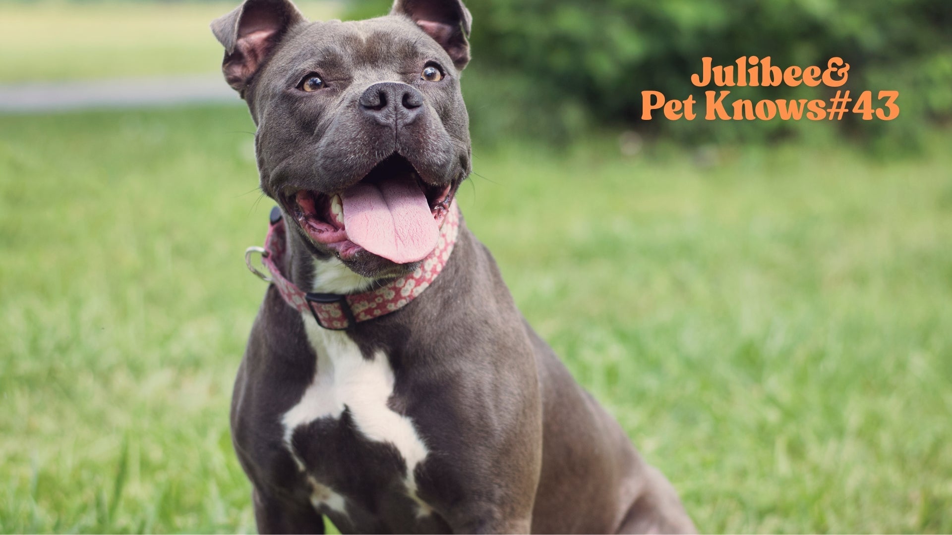 Pit bull in green field, representing Julibee's solutions for dog car sickness comfort during travels.