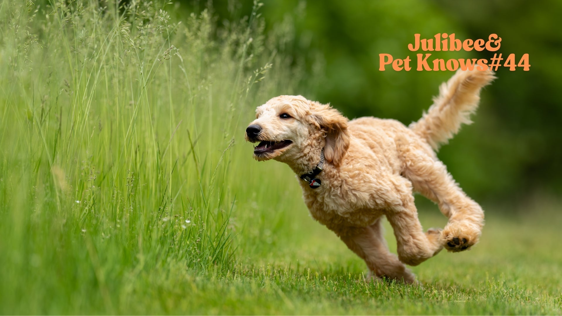 Golden poodle running through grass, showcasing Julibee's travel first-aid kit for pet emergencies.