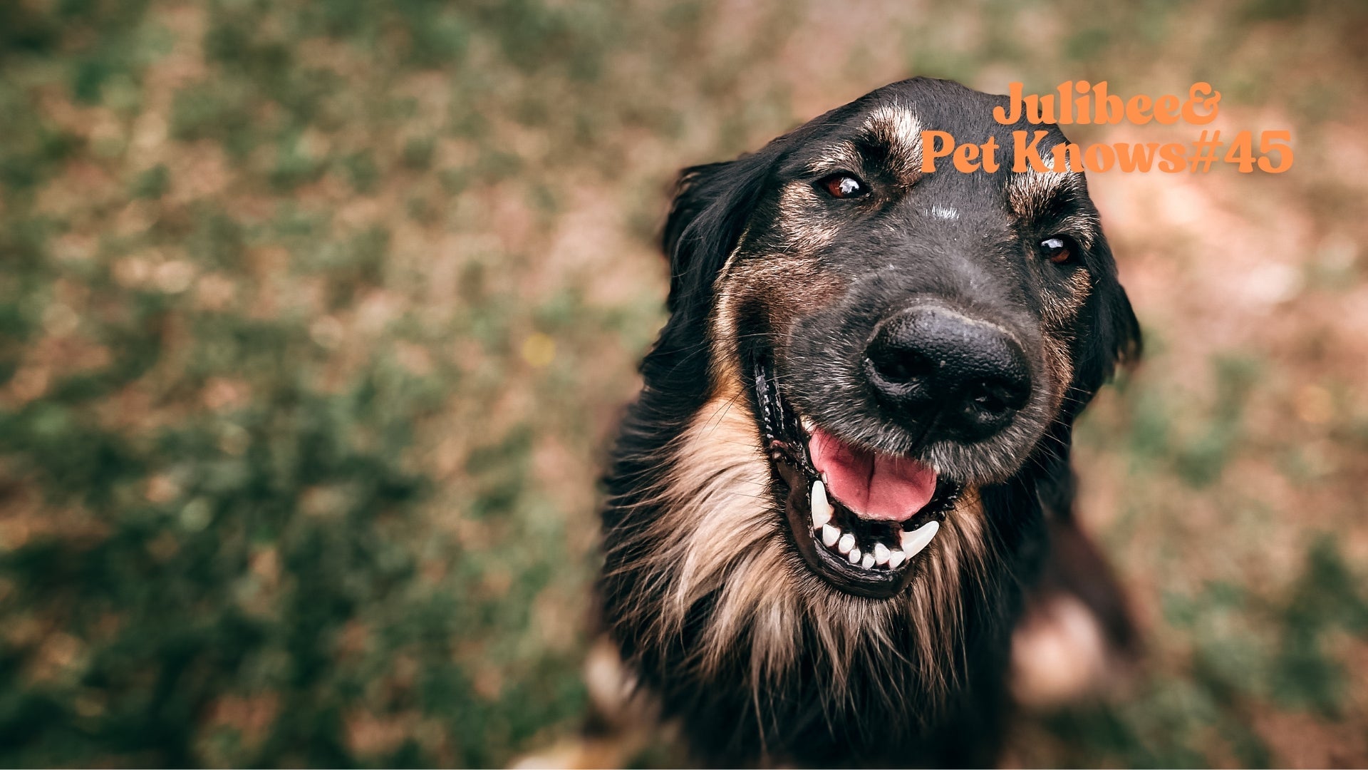 Black and tan dog smiling, emphasizing Julibee's travel feeding tools for maintaining dog's diet on road trips.