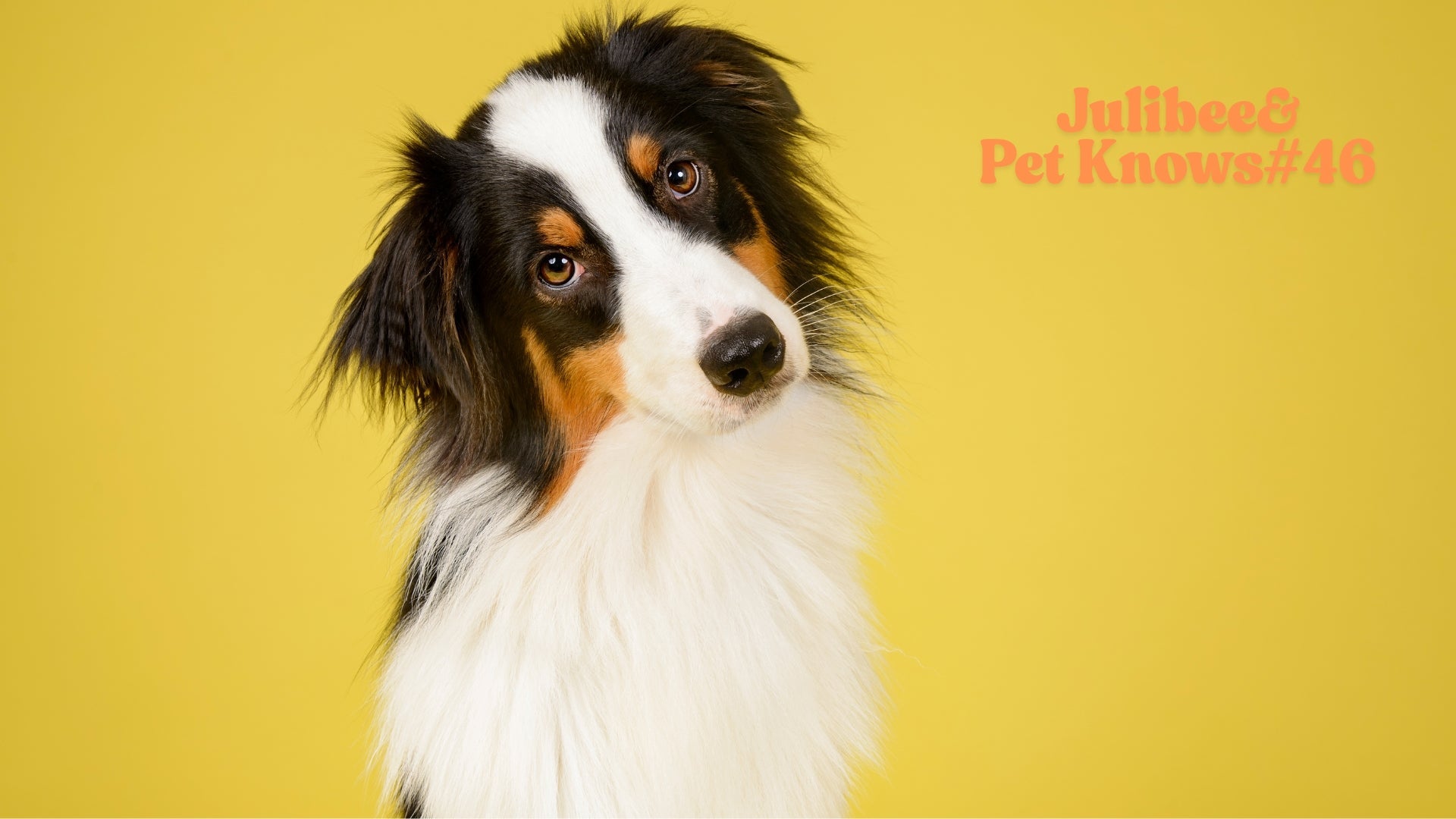 Australian Shepherd dog with hiking gear for trail safety and courtesy