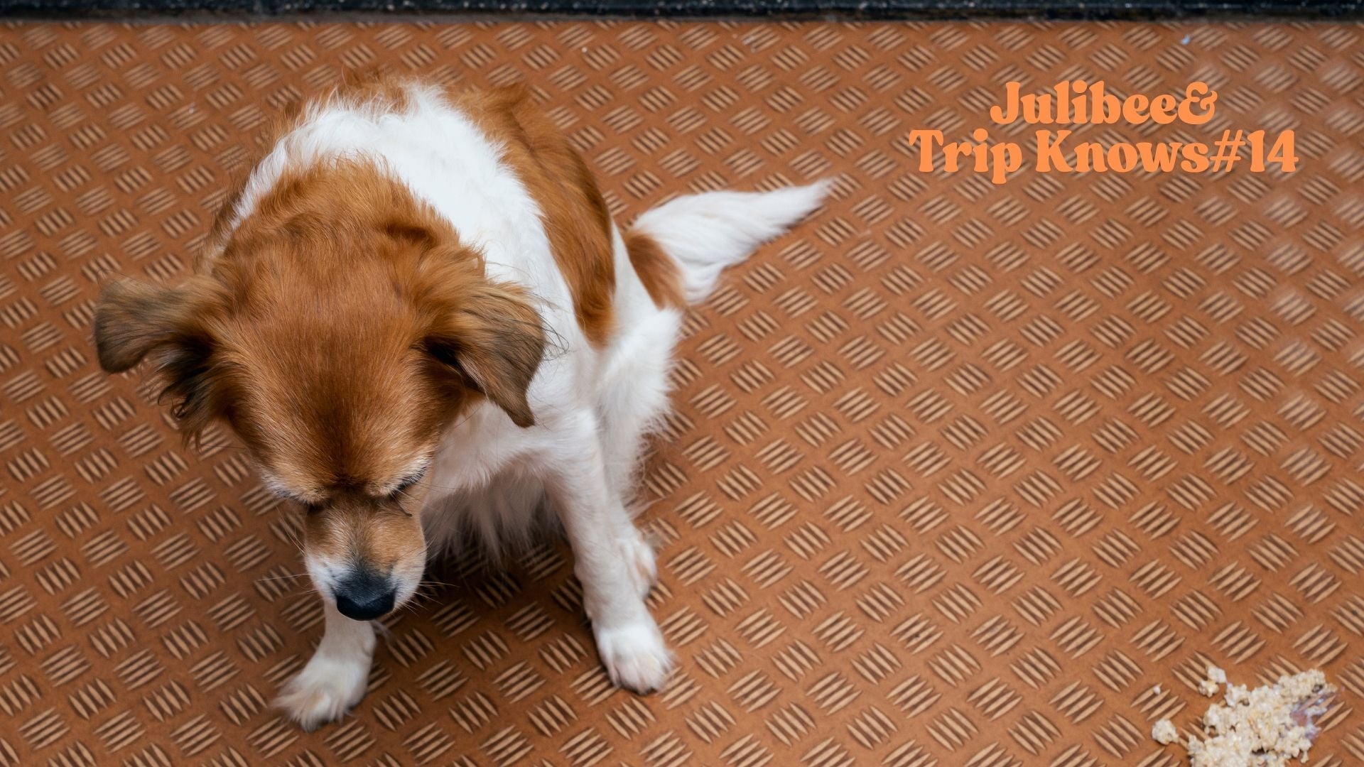 Brown and white dog standing on metal floor with crumbs, representing car sickness prevention strategies