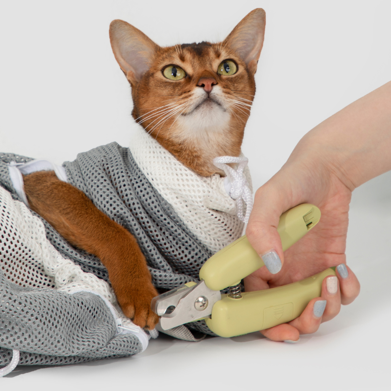 Cat in detachable anti-scratch grooming wrap during nail clipping