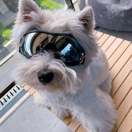 Dog Goggles