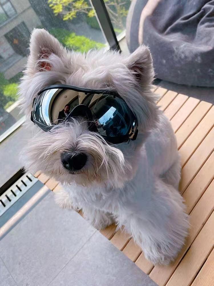 Dog Goggles Julibee's