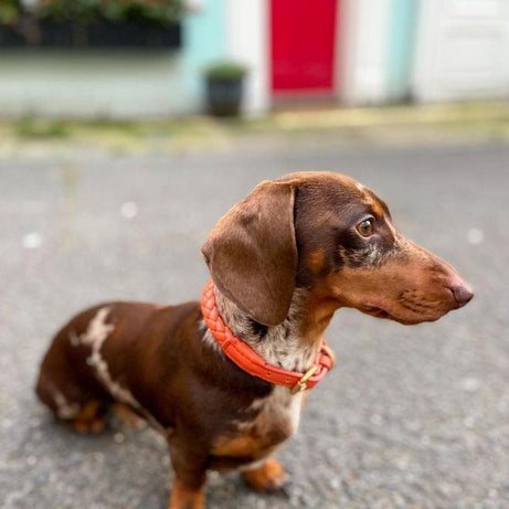 Premium Handcrafted Leather Dog Collar Kit