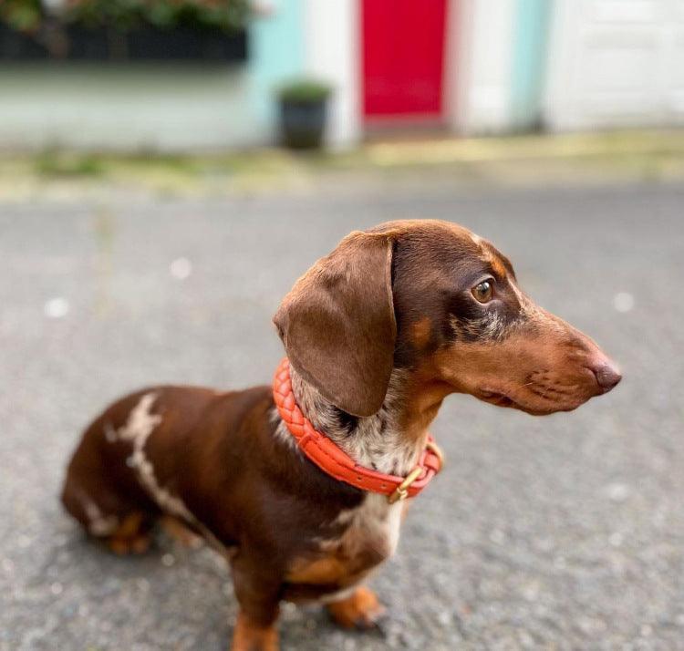 Premium Handcrafted Leather Dog Collar Kit