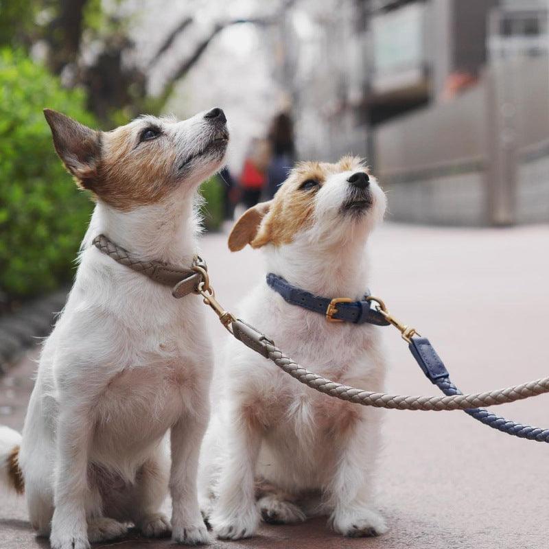 Premium Handcrafted Leather Dog Collar Kit